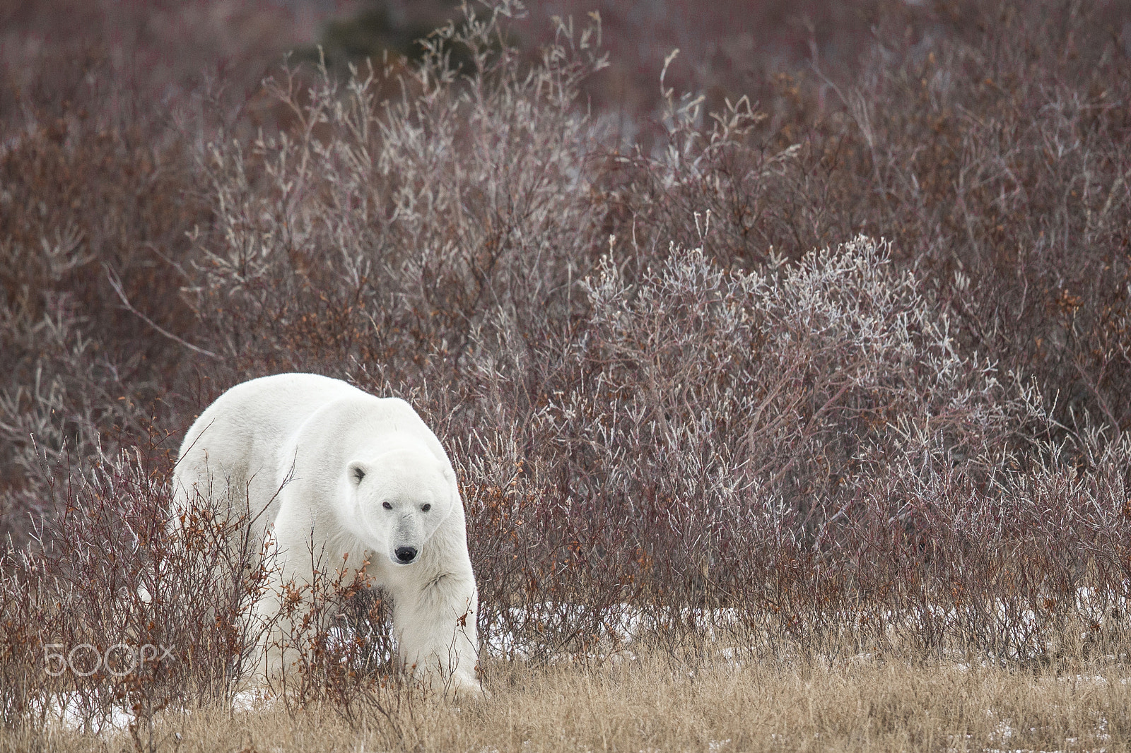 Canon EF 600mm F4L IS II USM sample photo. Red bear photography