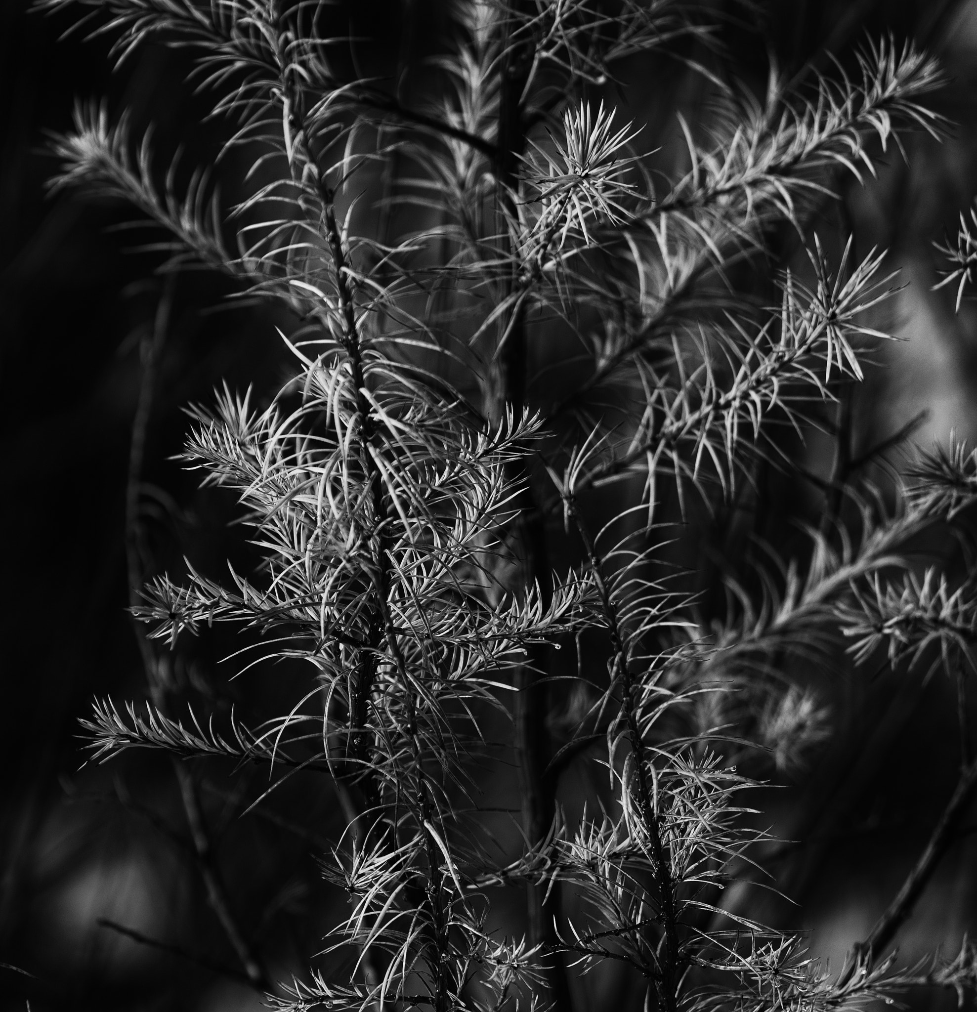 Pentax K-5 sample photo. Tree needles photography