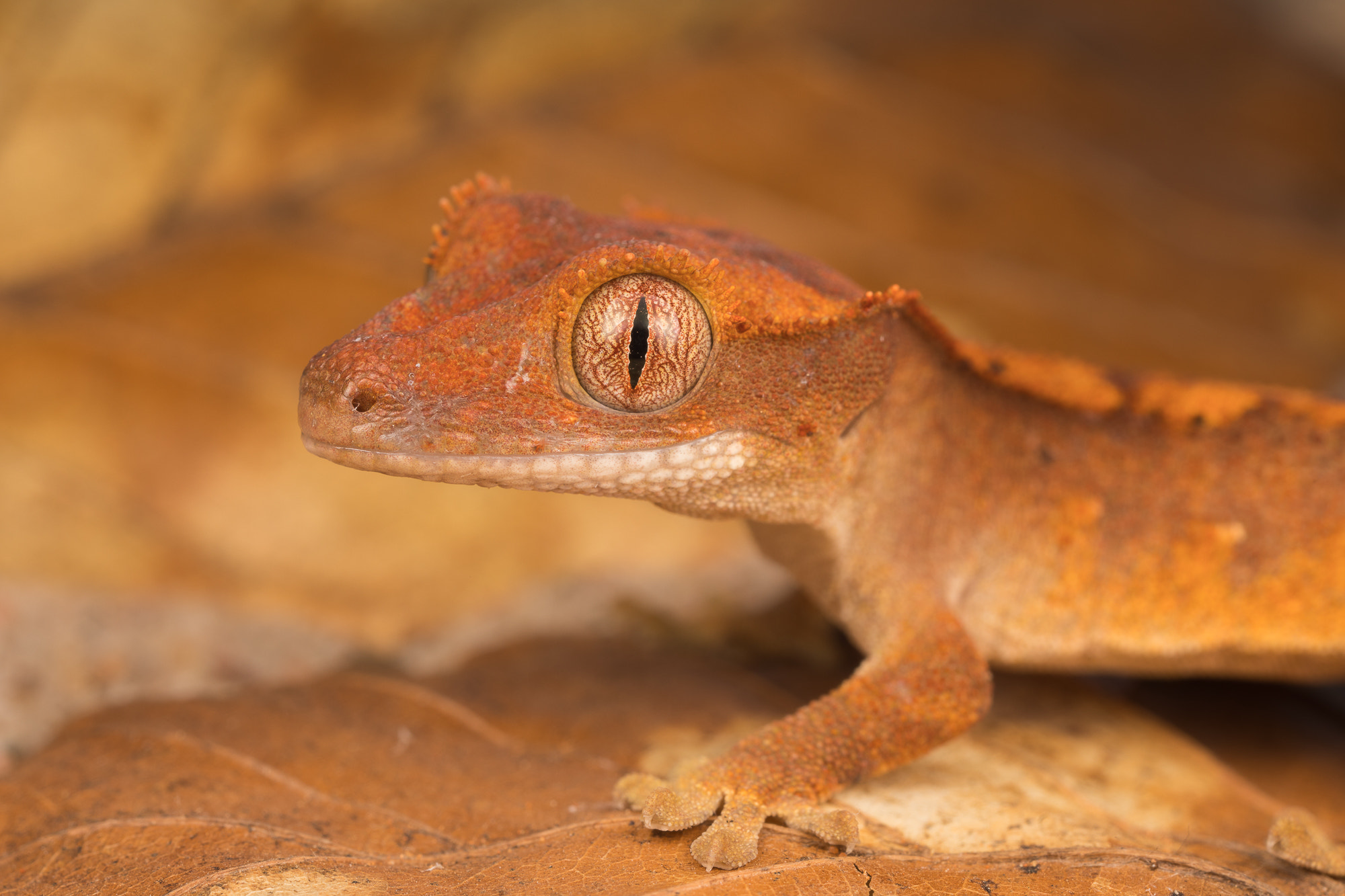 Canon MP-E 65mm F2.5 1-5x Macro Photo sample photo. Correlophus ciliatus photography