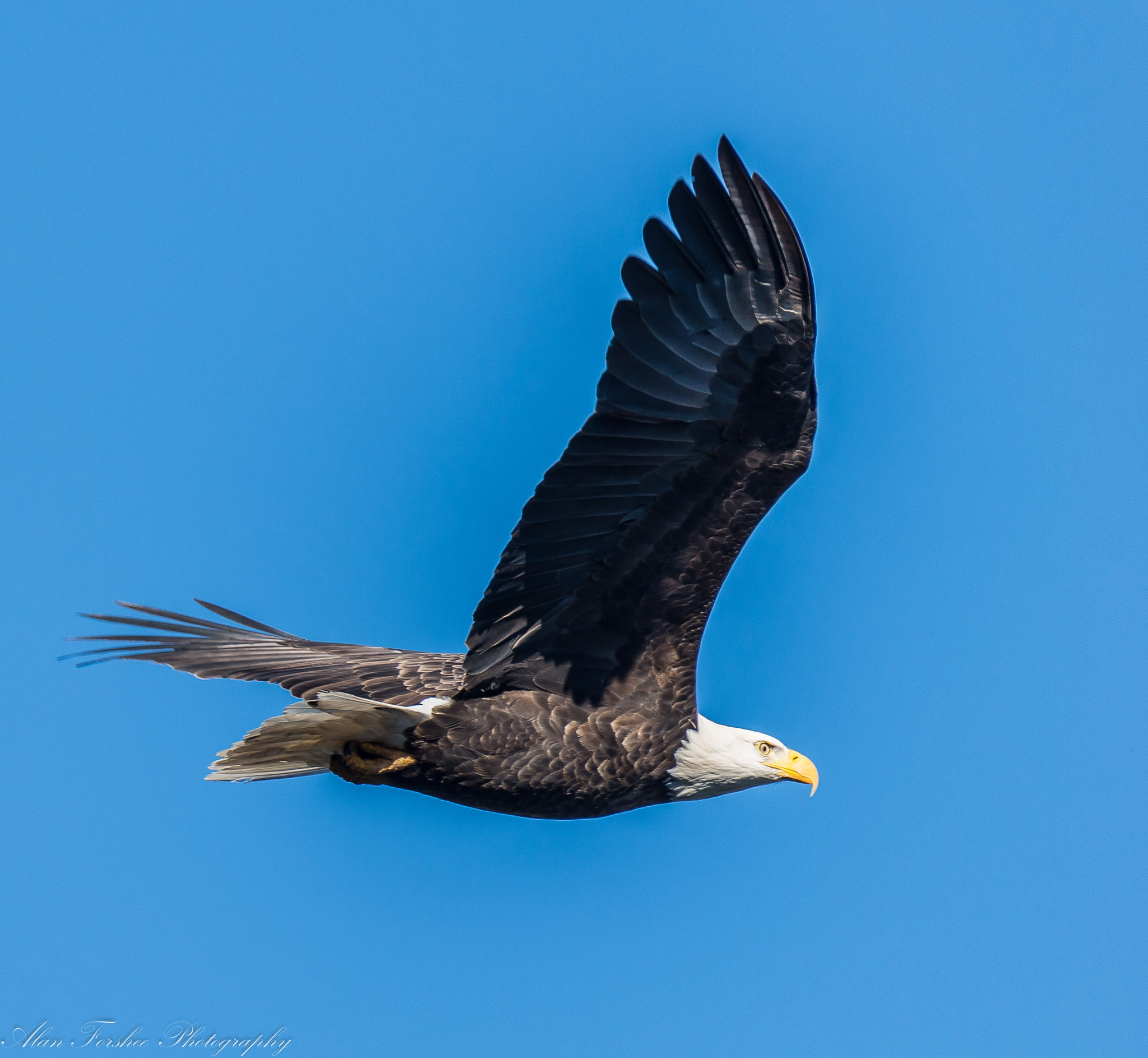 Nikon AF-S Nikkor 200-500mm F5.6E ED VR sample photo. Soaring eagle photography