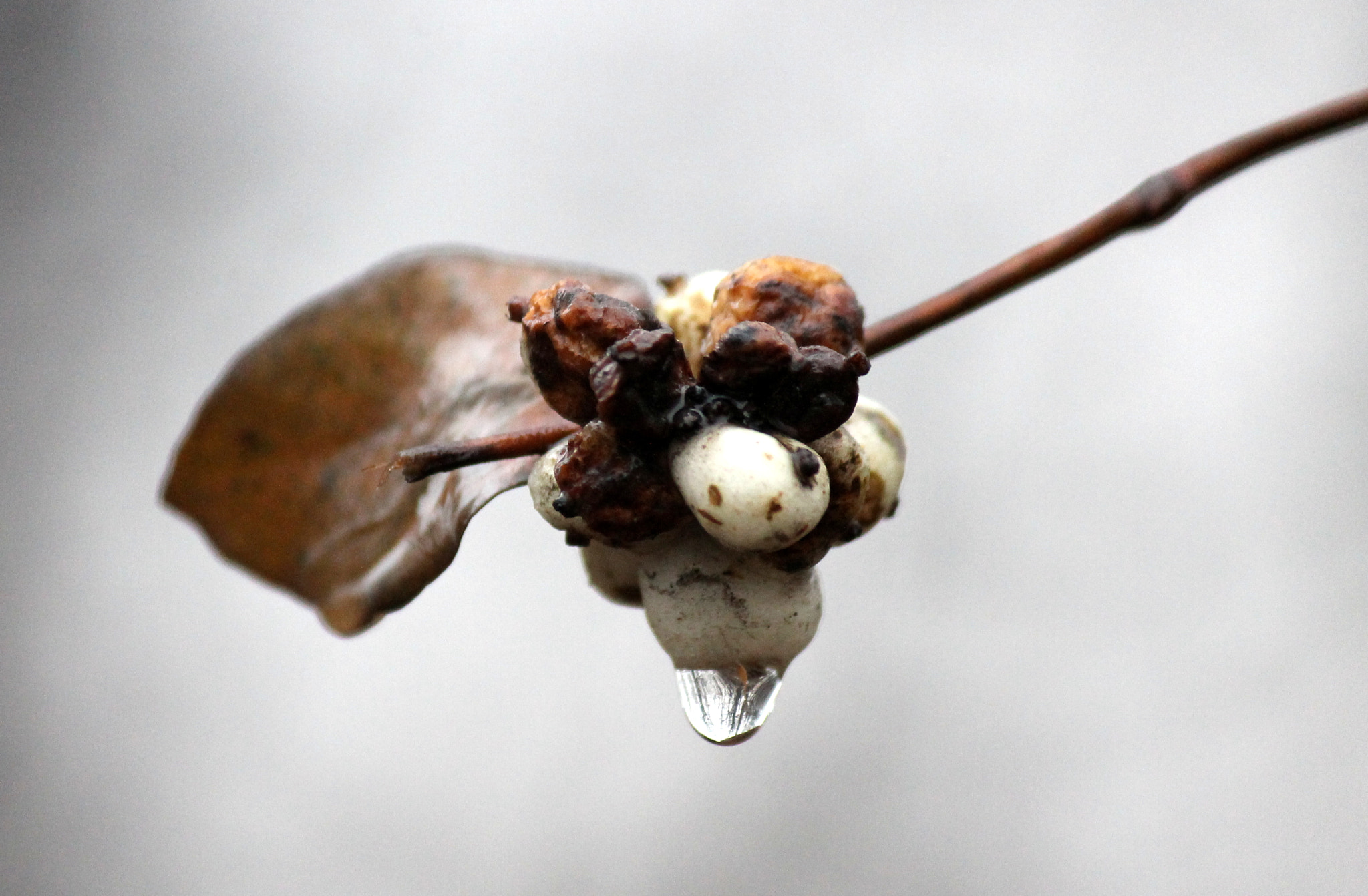 Canon EF-S 55-250mm F4-5.6 IS sample photo. In rain photography