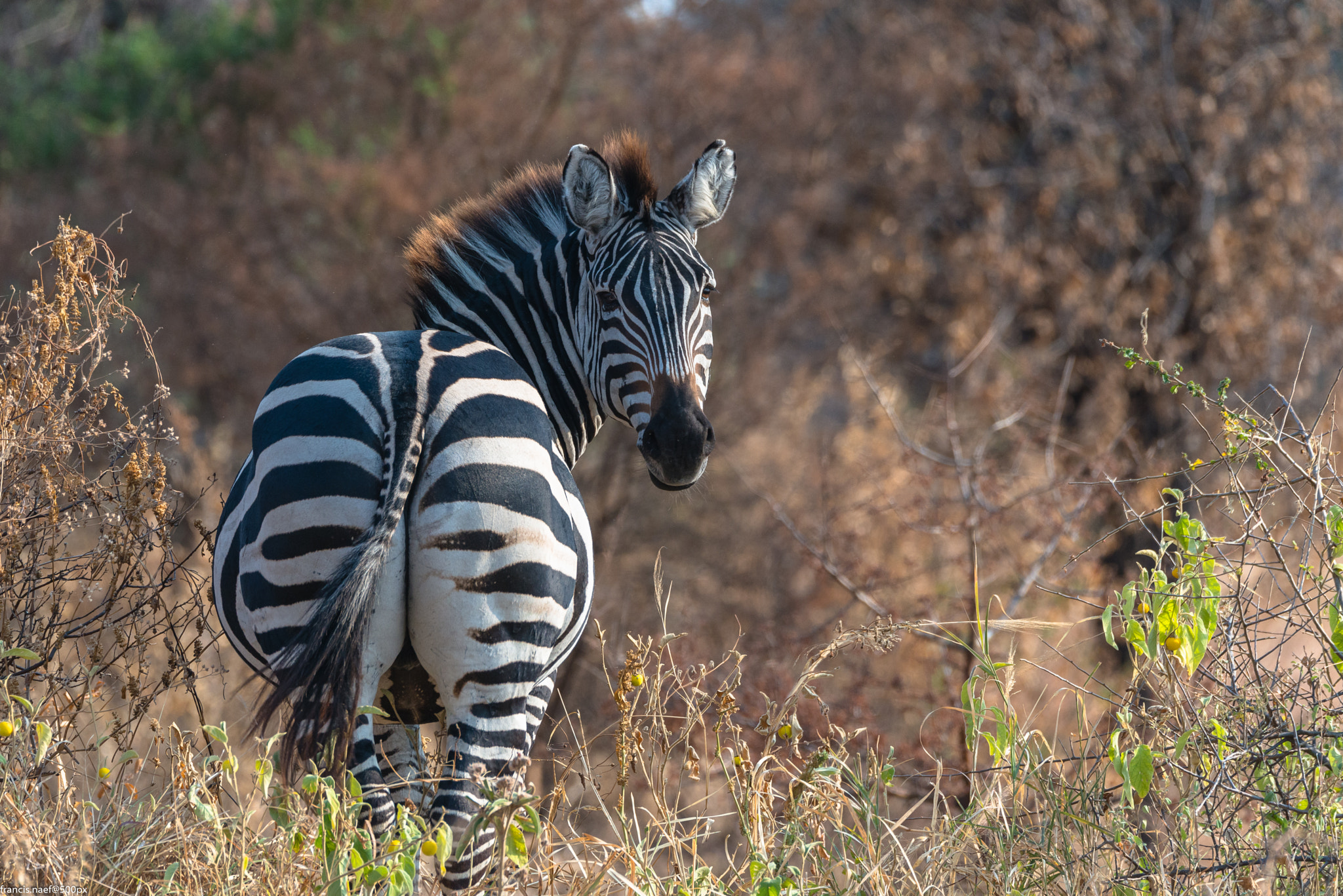 Sigma 150-600mm F5-6.3 DG OS HSM | S sample photo. Wild and free zebra photography