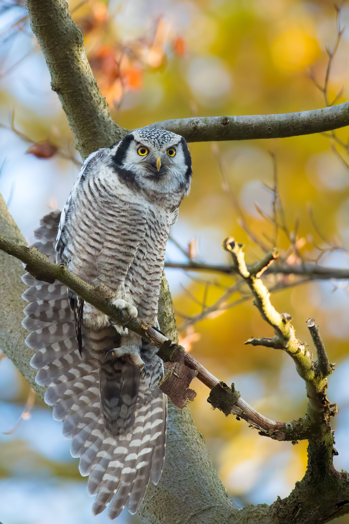 Canon EF 200-400mm F4L IS USM Extender 1.4x sample photo. Hawk owl stretching its leg photography