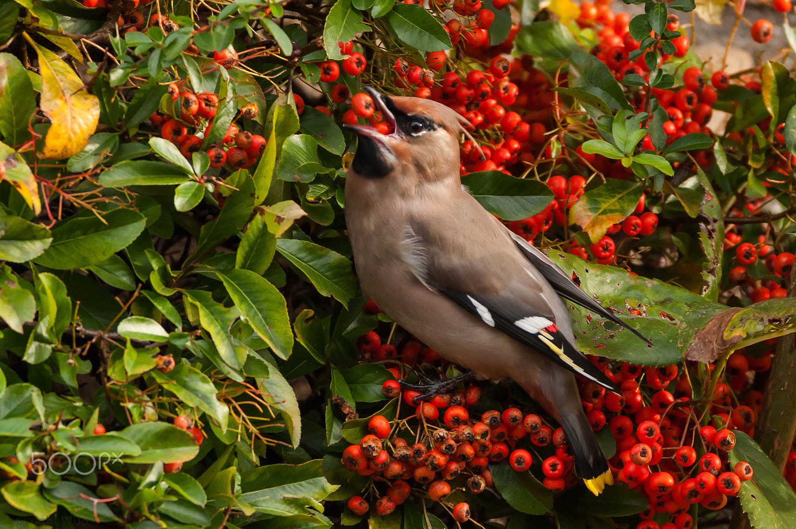 Sigma 150-600mm F5-6.3 DG OS HSM | C sample photo. Bohemian waxwing / pestvogel photography