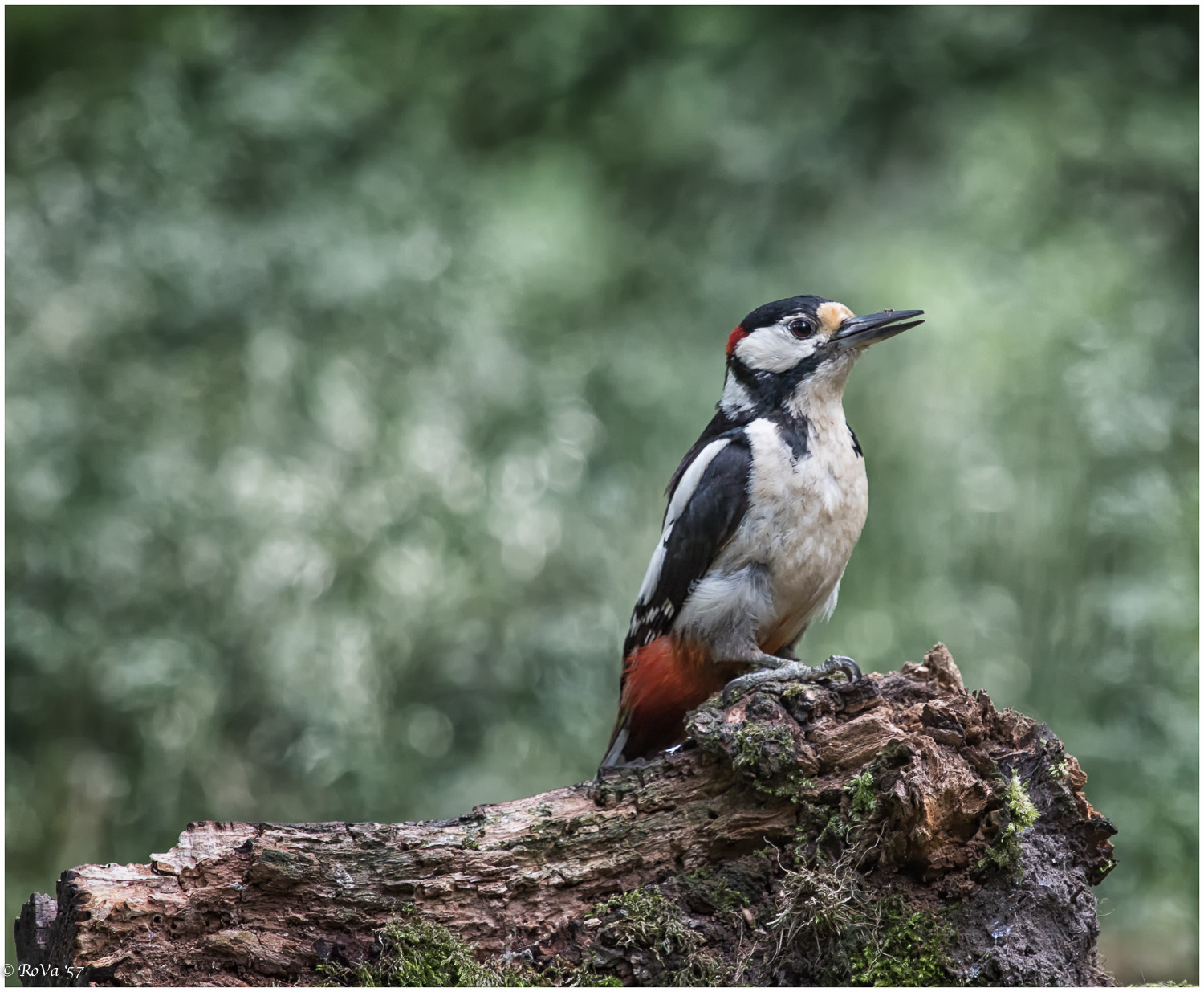 Canon EF 70-200mm F4L IS USM sample photo. On the look-out. photography