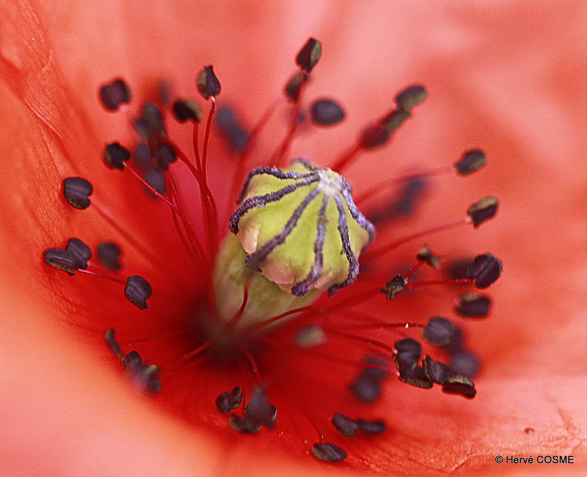 Canon EF 100mm F2.8L Macro IS USM sample photo. Coquelicot photography
