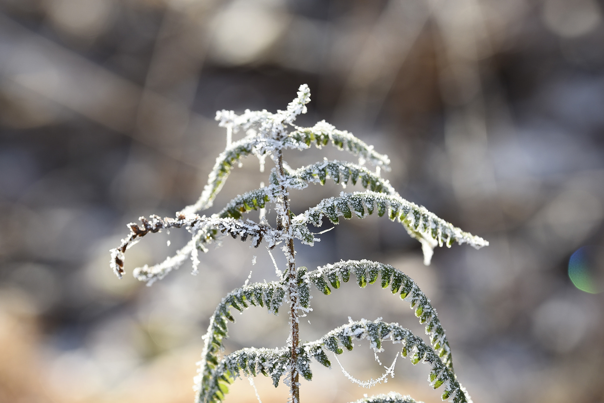 Nikon D7200 + Sigma 50-100mm F1.8 DC HSM Art sample photo