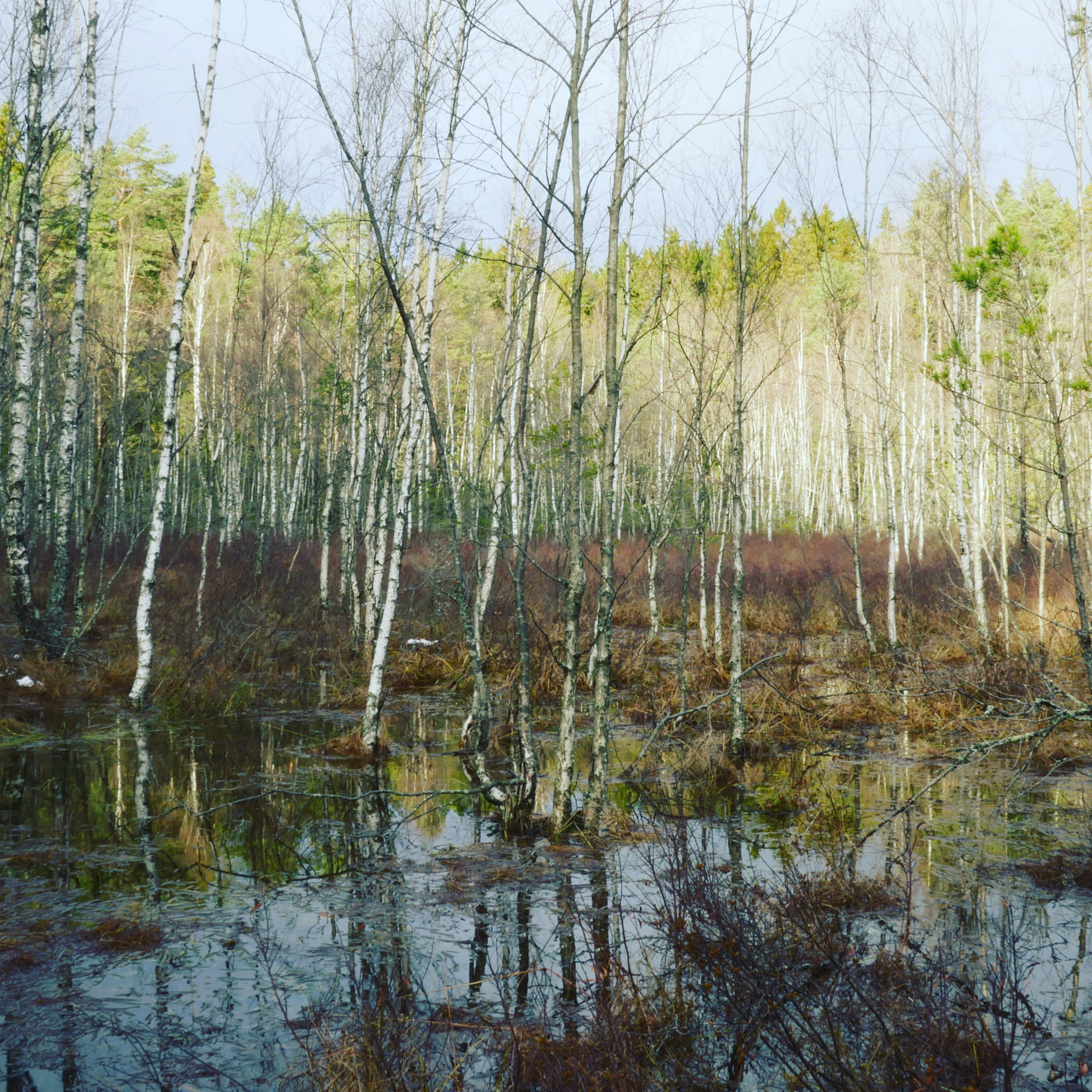 Panasonic Lumix DMC-GX8 + NO-ACCESSORY sample photo. Tyresta nationalpark, sweden. cropped, jpeg photography