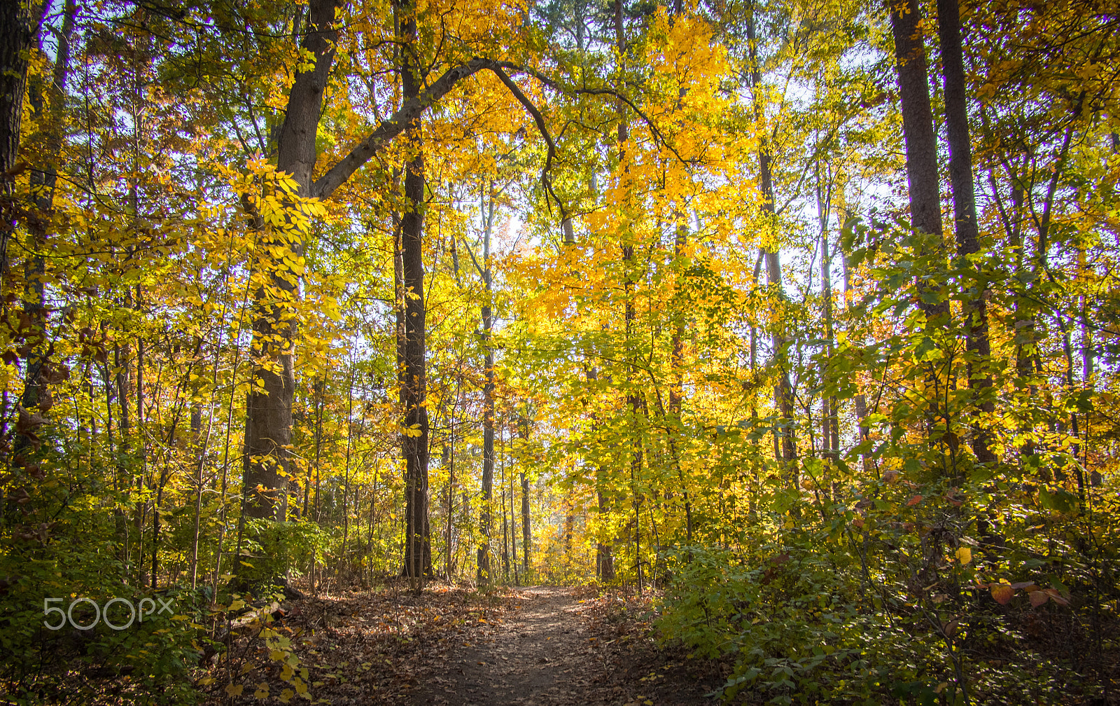 Panasonic Lumix G 14mm F2.5 ASPH sample photo. Fall photography