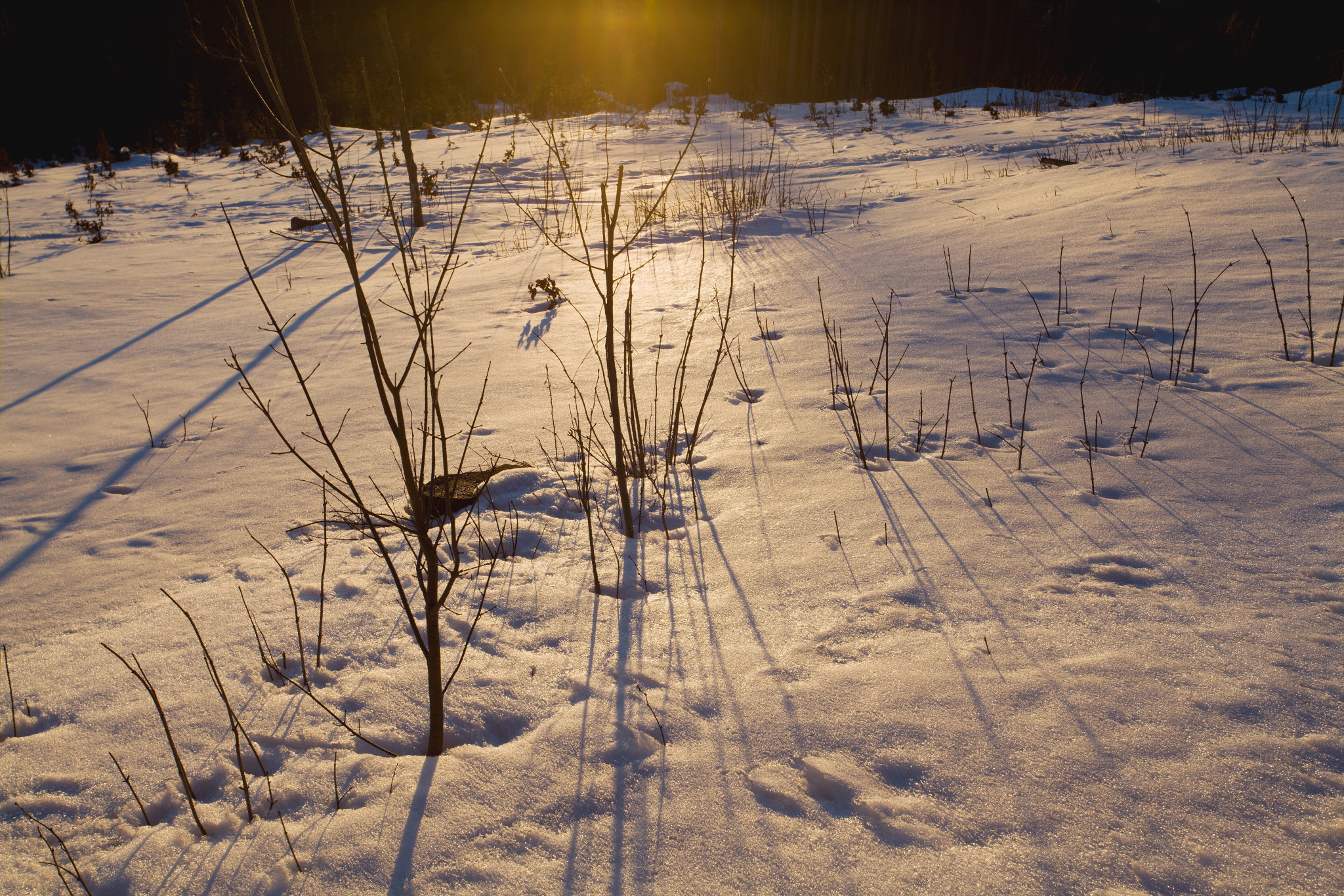 Canon EOS 5D Mark II sample photo. Sunset in winter photography