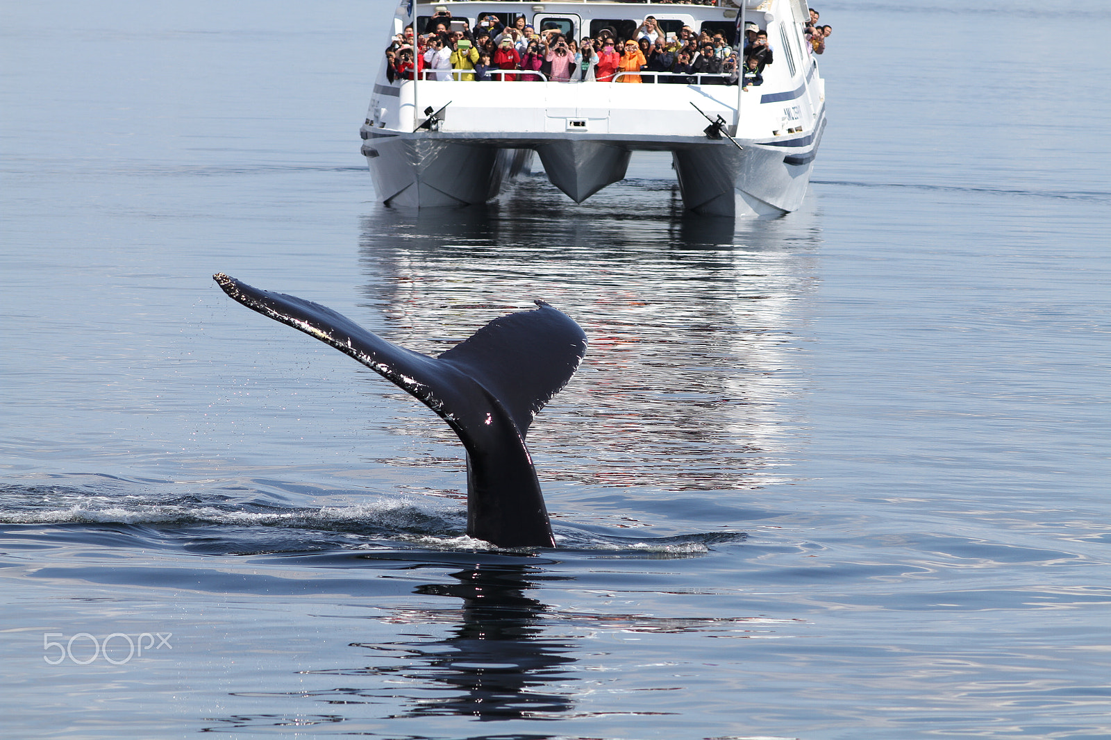 Canon EOS 7D + Canon EF 200mm F2.8L II USM sample photo. Whalewatching photography
