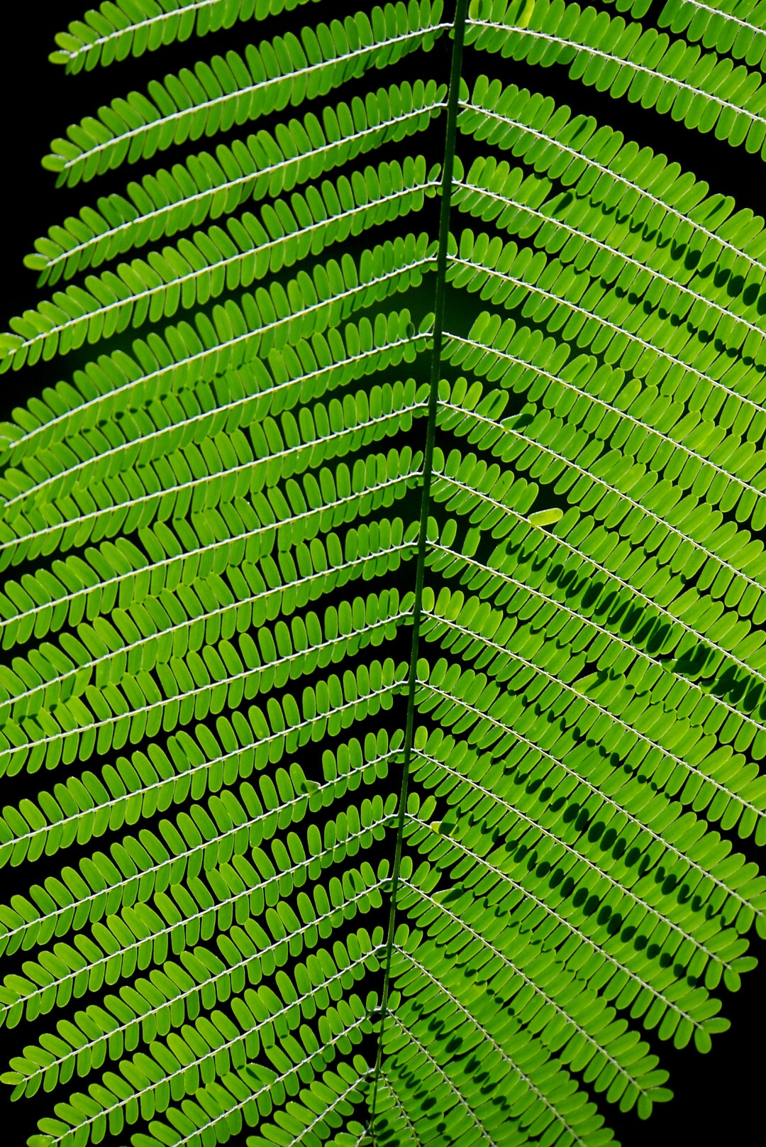 Sony E 18-200mm F3.5-6.3 OSS LE sample photo. Fern photography