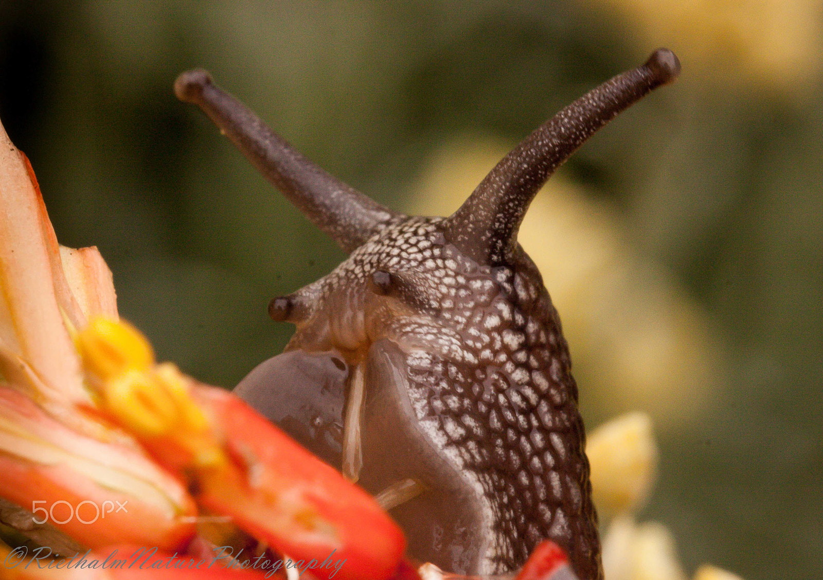 Canon EF 100mm F2.8L Macro IS USM sample photo. Slak/snail photography