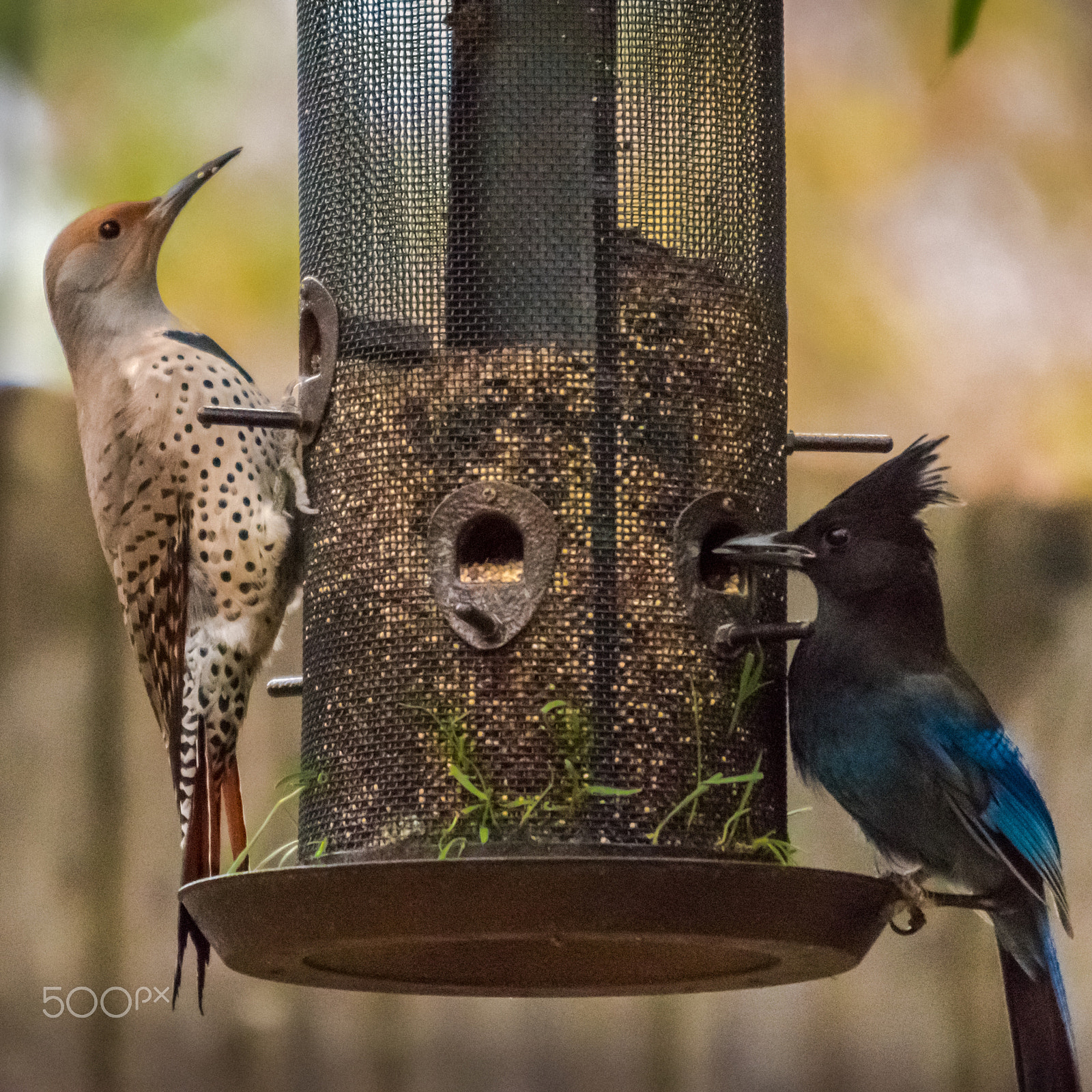 Nikon D5500 + Sigma 120-400mm F4.5-5.6 DG OS HSM sample photo. Northern flicker and stellers jay photography