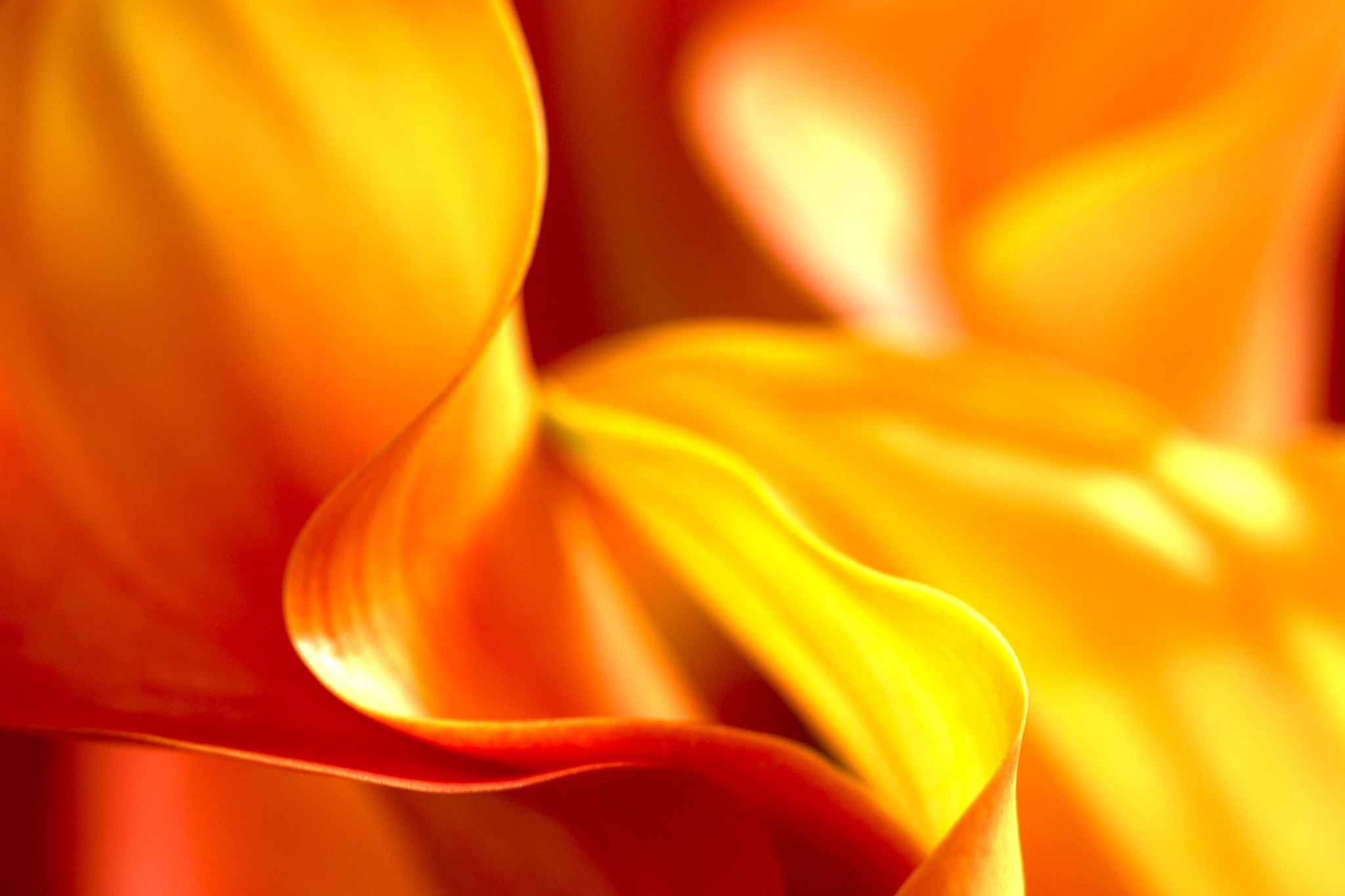 Canon EOS-1D Mark IV sample photo. Callas on fire photography