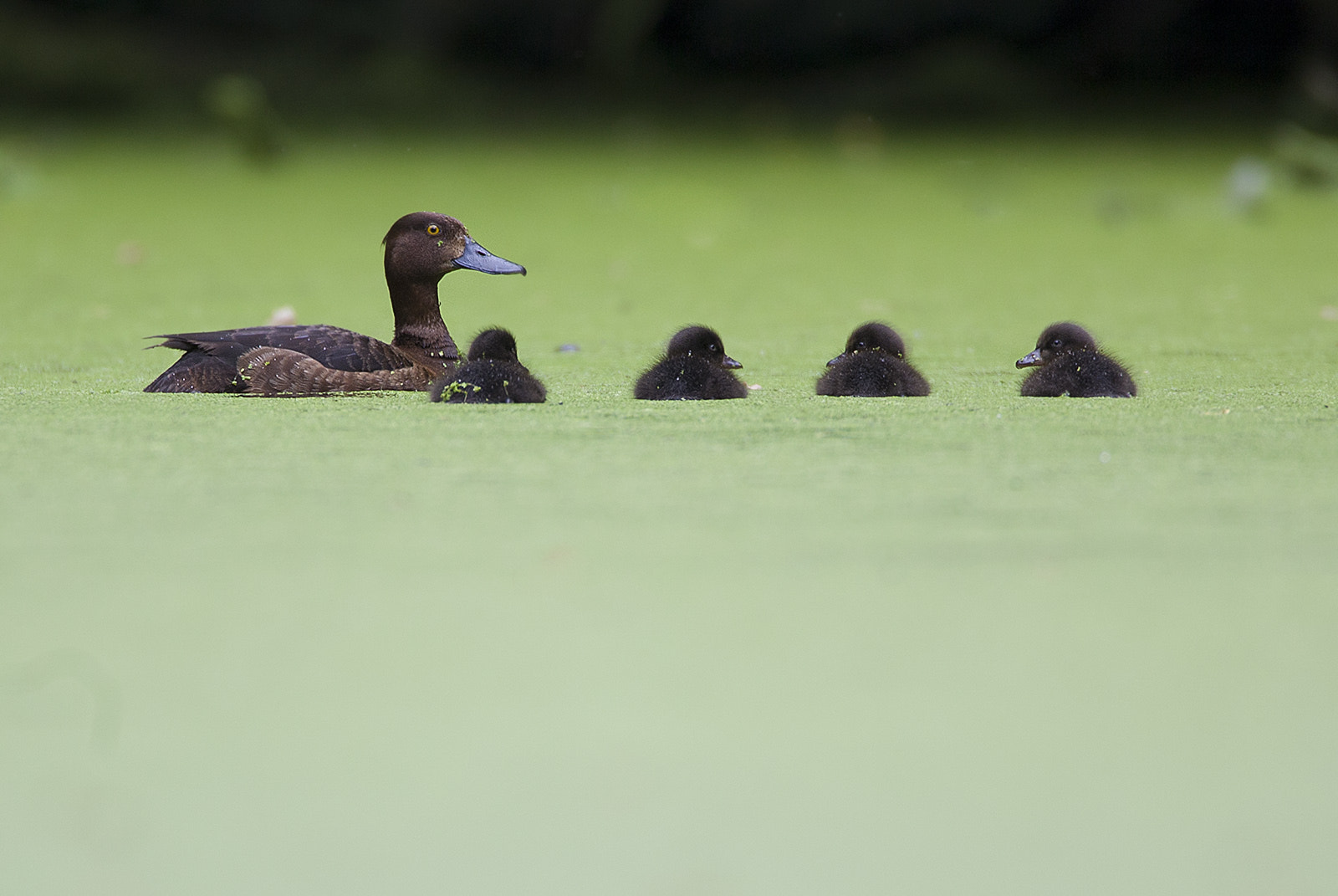Canon EF 500mm F4L IS USM sample photo. Tuftedduckfamily photography