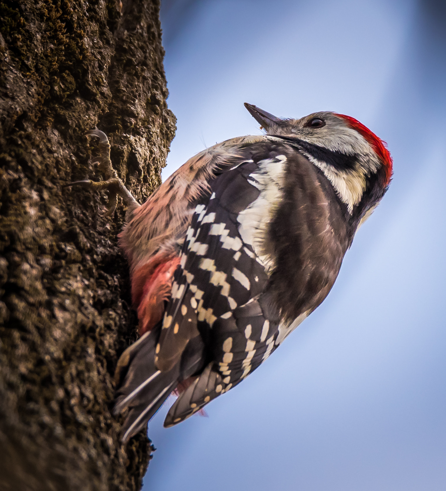Nikon D750 sample photo. Woodpecker photography