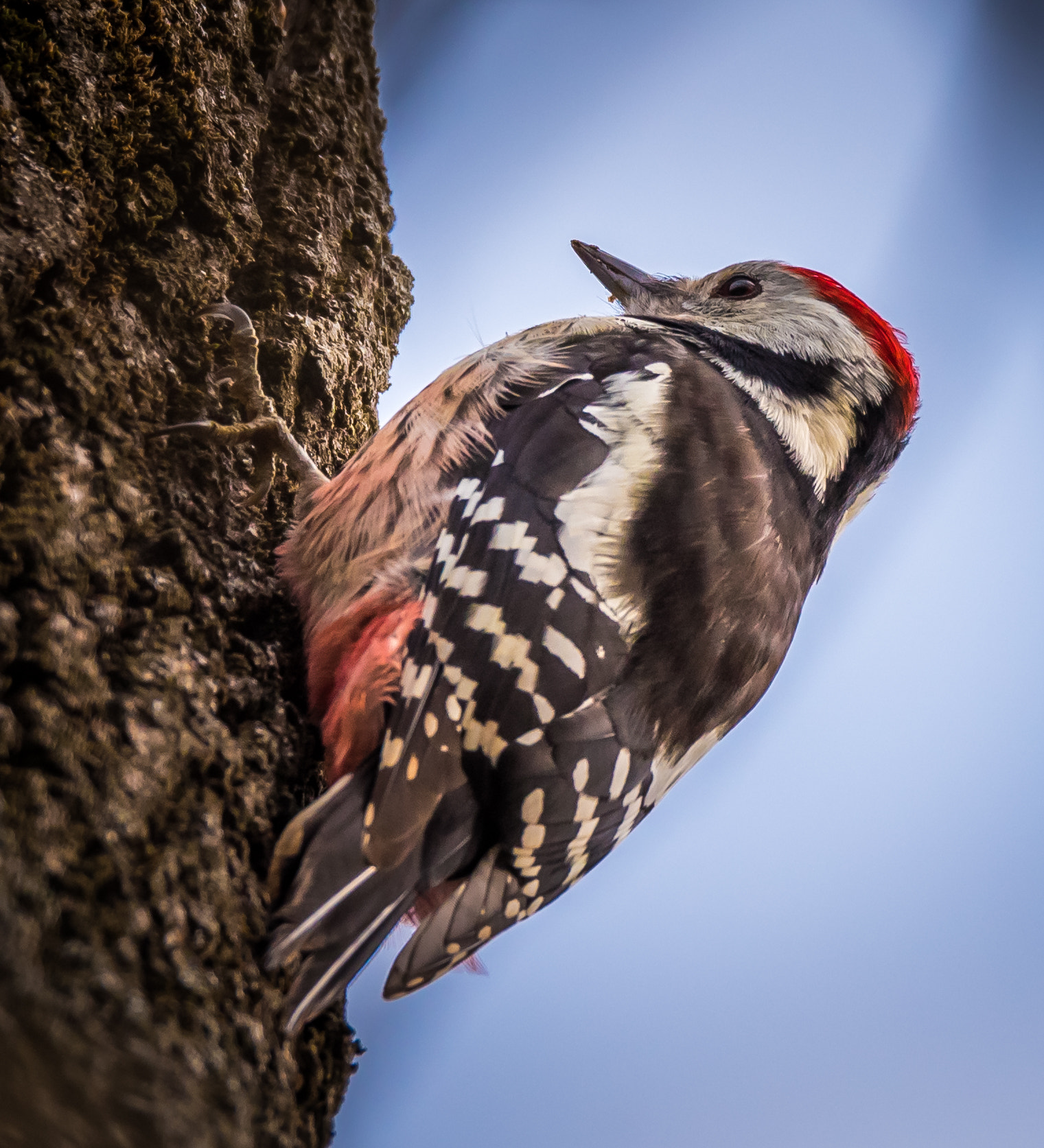 Nikon D750 + Sigma 50mm F2.8 EX DG Macro sample photo. Woodpecker photography