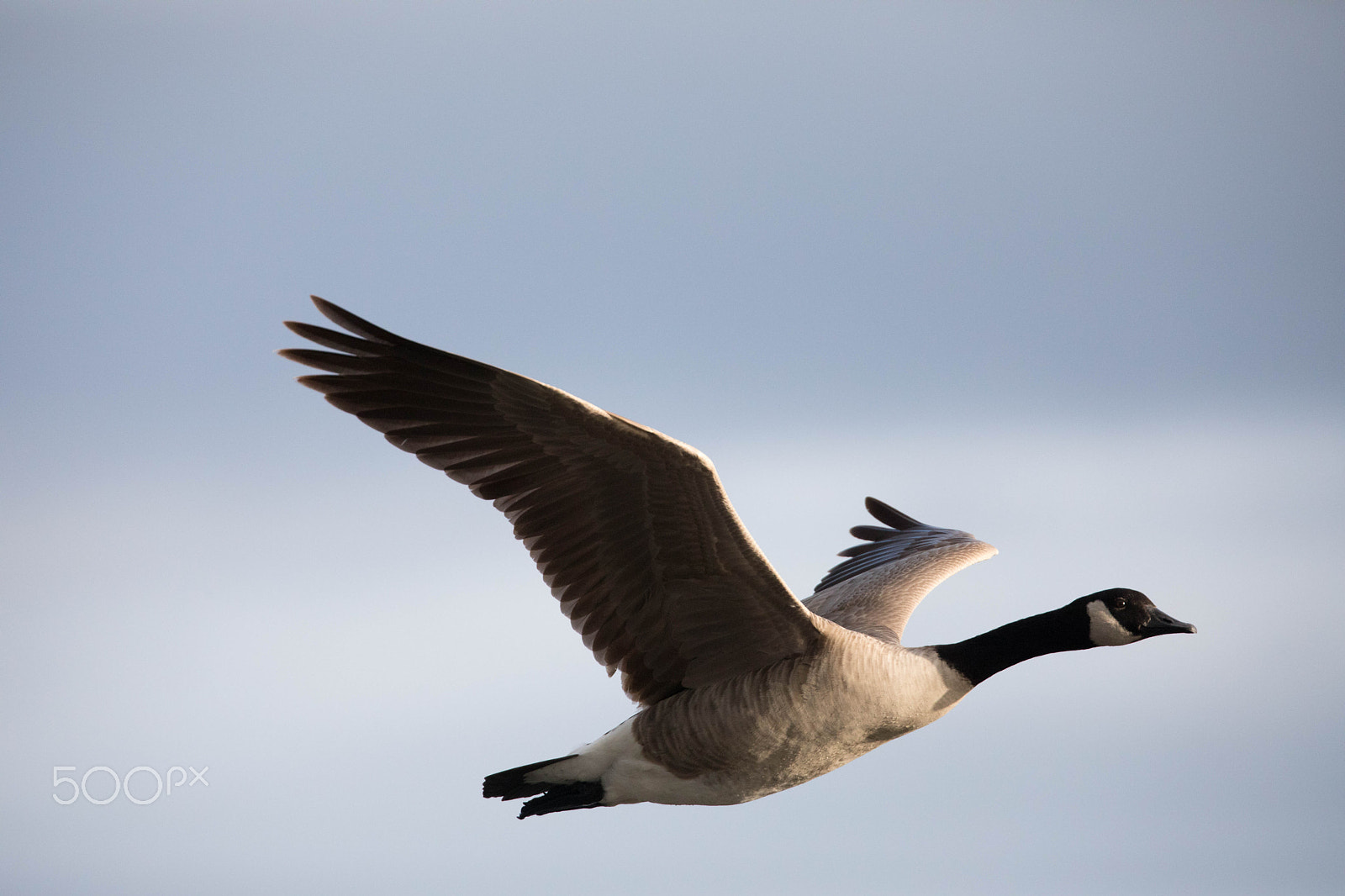 Canon EOS 5D Mark IV + Canon EF 300mm F2.8L IS II USM sample photo. Goose in flight photography
