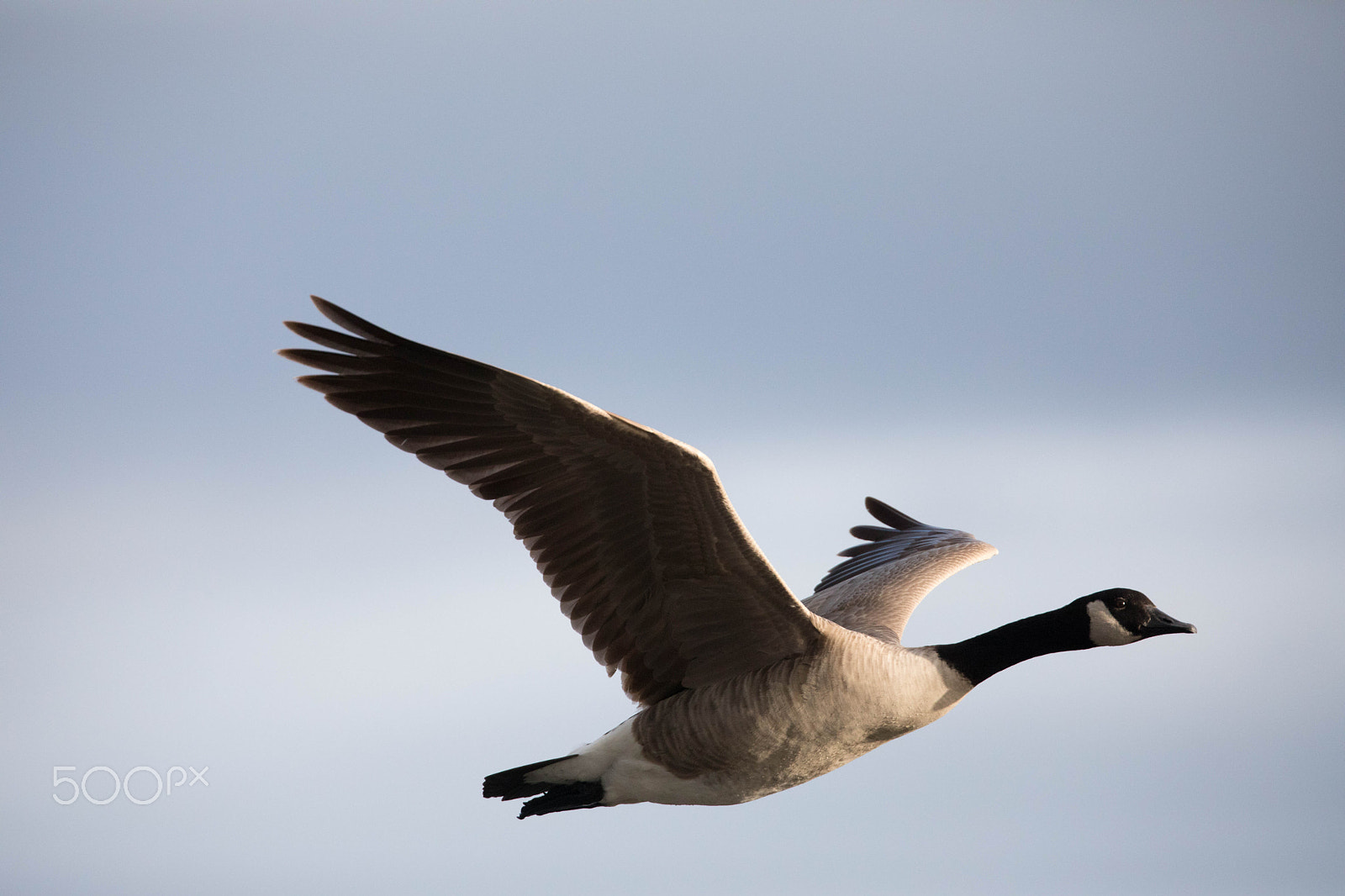 Canon EOS 5D Mark IV sample photo. Goose in flight photography