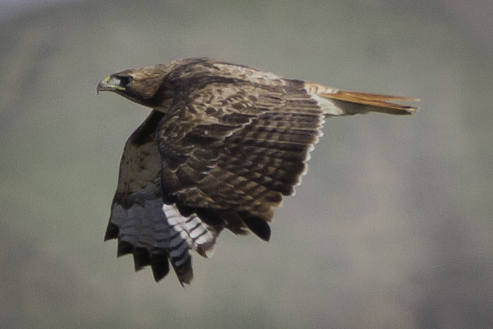 Canon EF 70-200mm F2.8L IS USM sample photo. Fly like and eagle to the sea photography