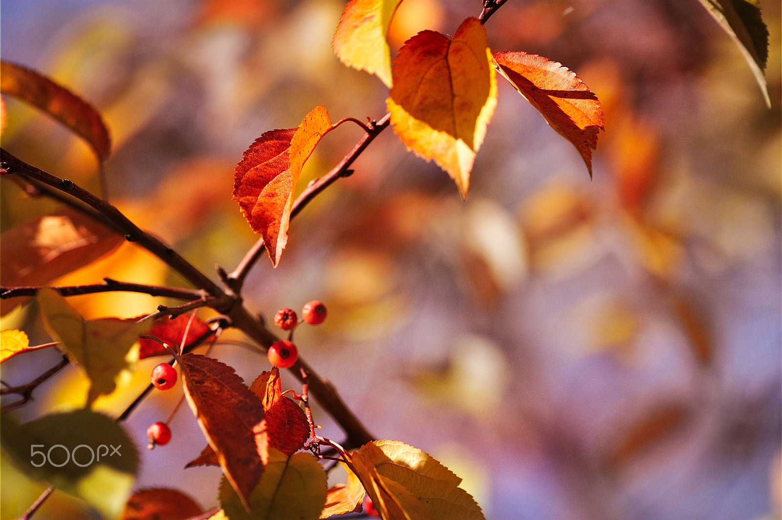 AF Nikkor 180mm f/2.8 IF-ED sample photo. Autumn colors photography