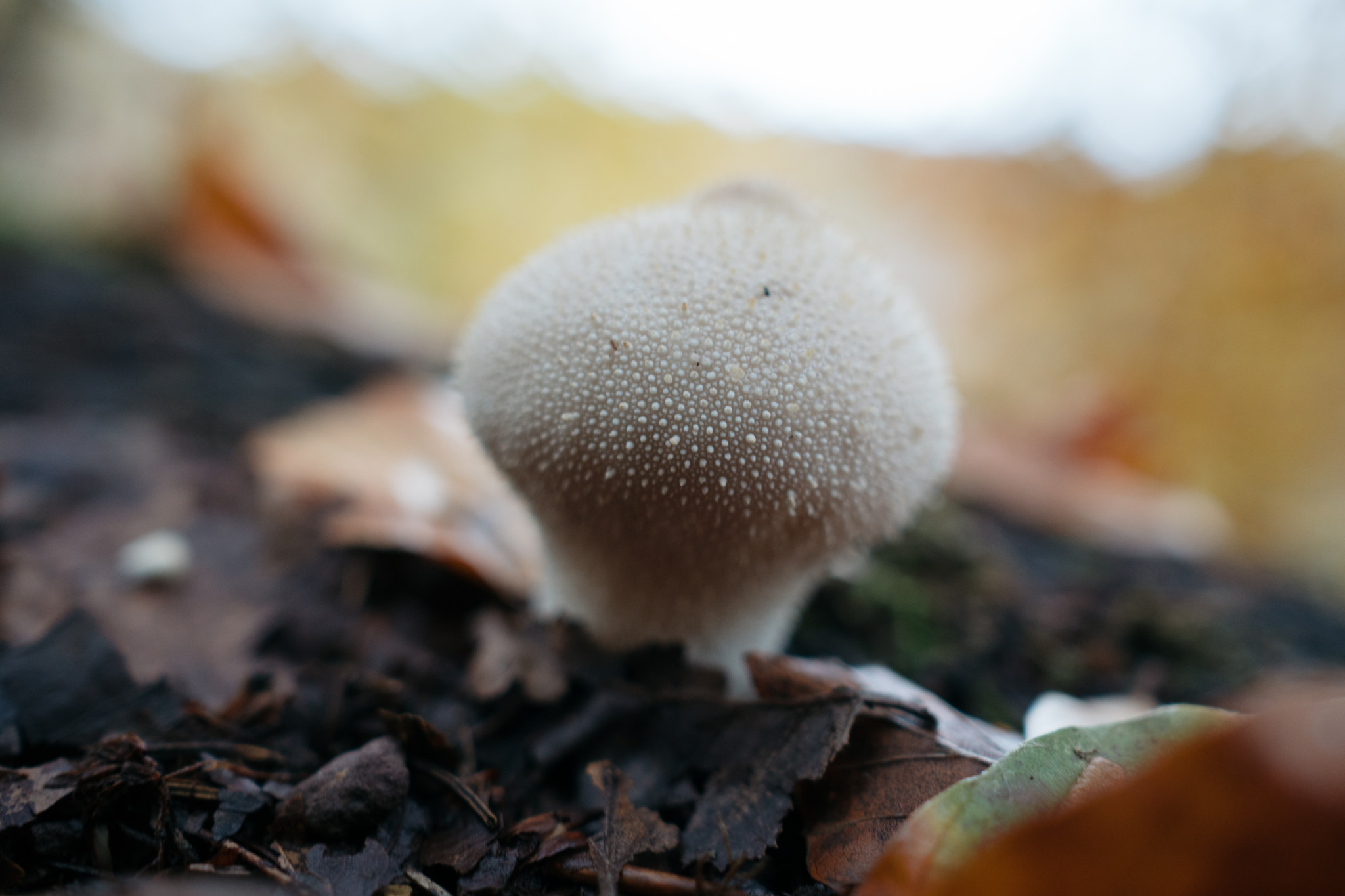 Sony a6300 + Sony Sonnar T* E 24mm F1.8 ZA sample photo. Common puffball (lycoperdon perlatum) photography