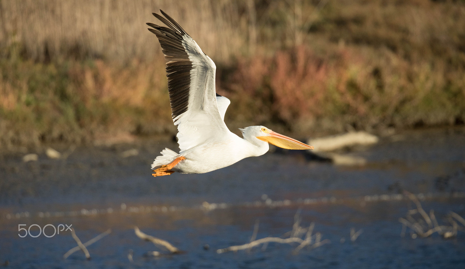 Canon EF 300mm F2.8L IS II USM sample photo. Pelican in flight photography