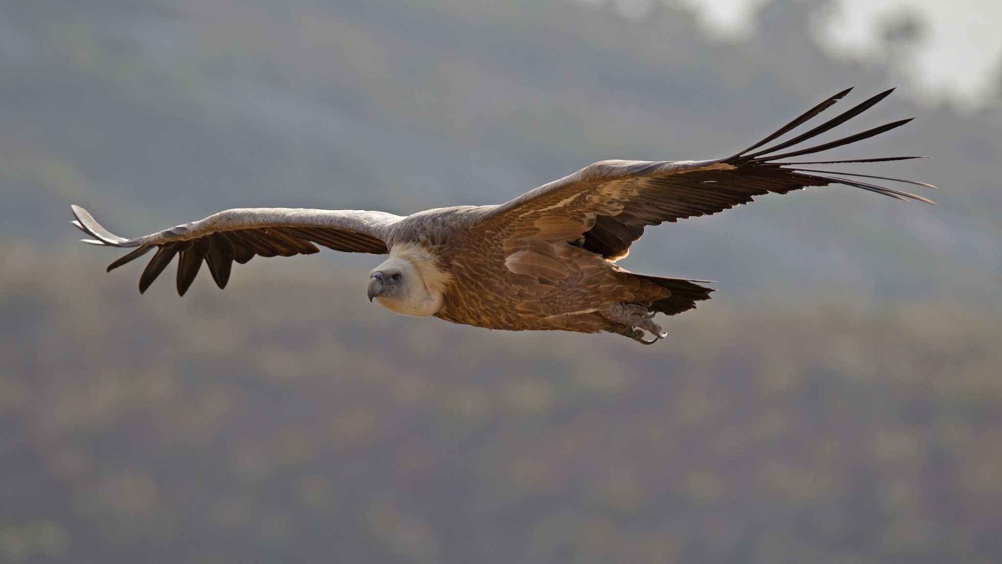 Canon EOS-1D Mark IV sample photo. Griffon vulture in flight photography