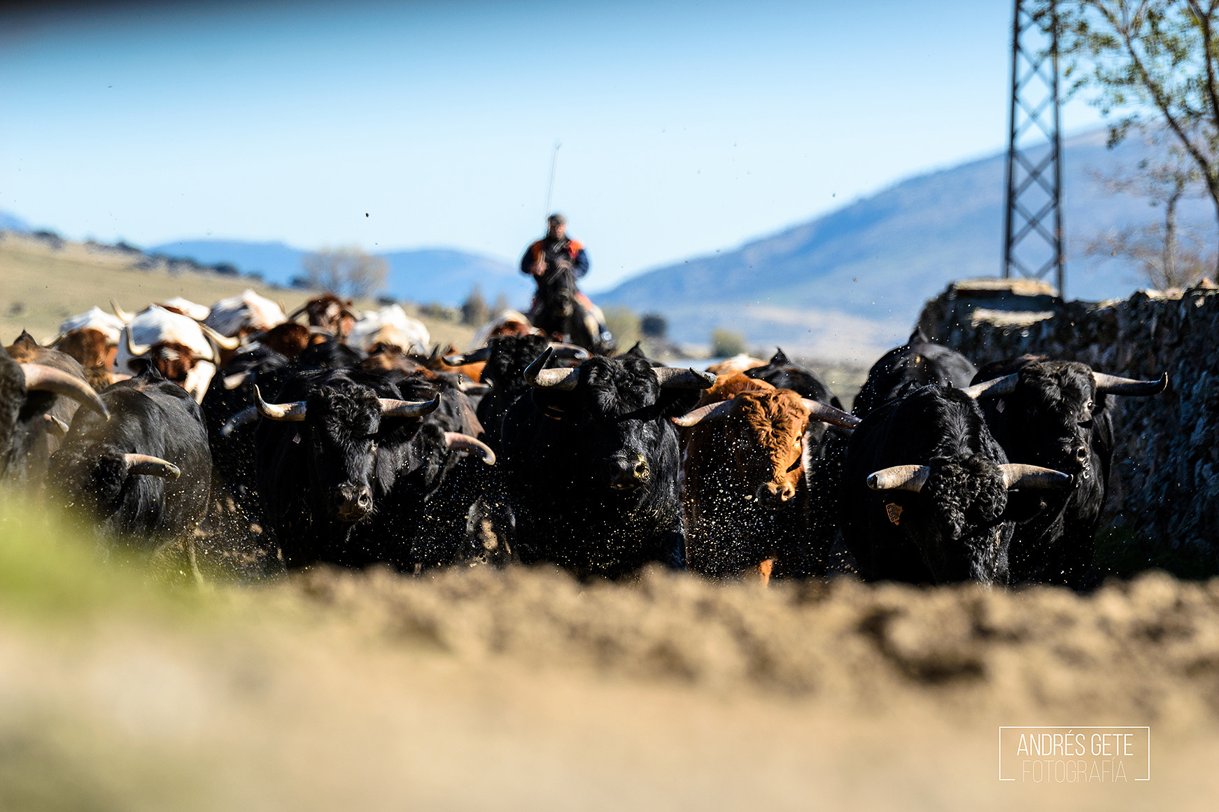 Nikon AF-S Nikkor 70-200mm F2.8G ED VR II sample photo. Bull run photography