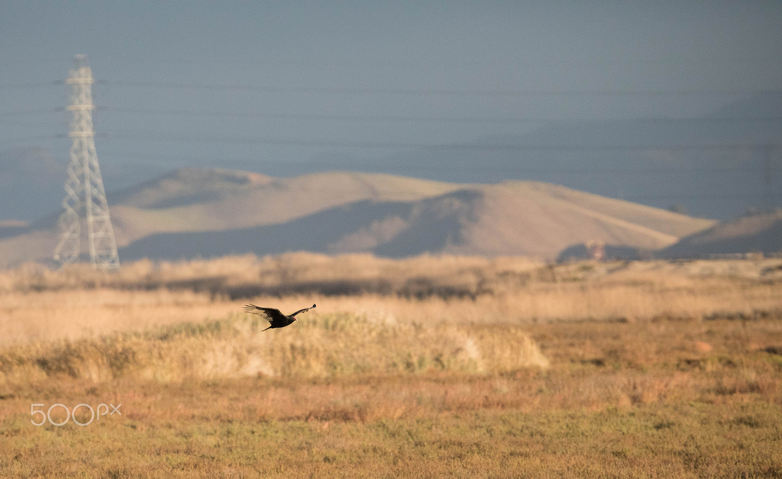Canon EF 300mm F2.8L IS II USM sample photo. Turkey vulture in wetland photography