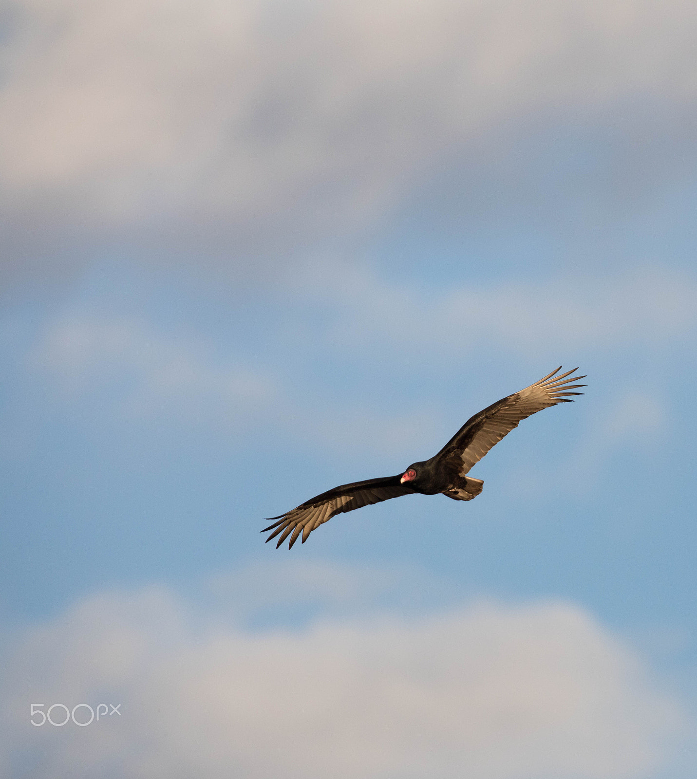 Canon EF 300mm F2.8L IS II USM sample photo. Turkey vulture photography