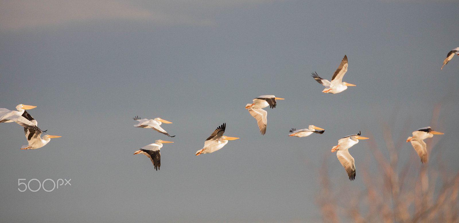 Canon EF 300mm F2.8L IS II USM sample photo. American white pelicans photography