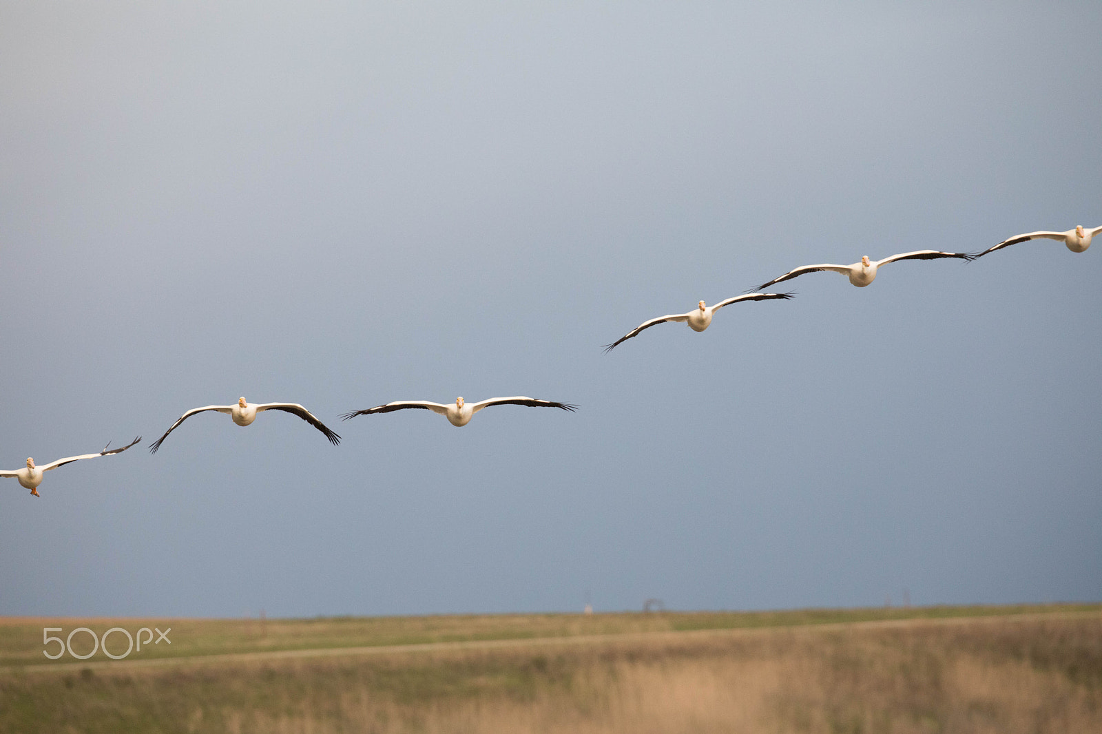 Canon EOS 5D Mark IV sample photo. American white pelicans photography