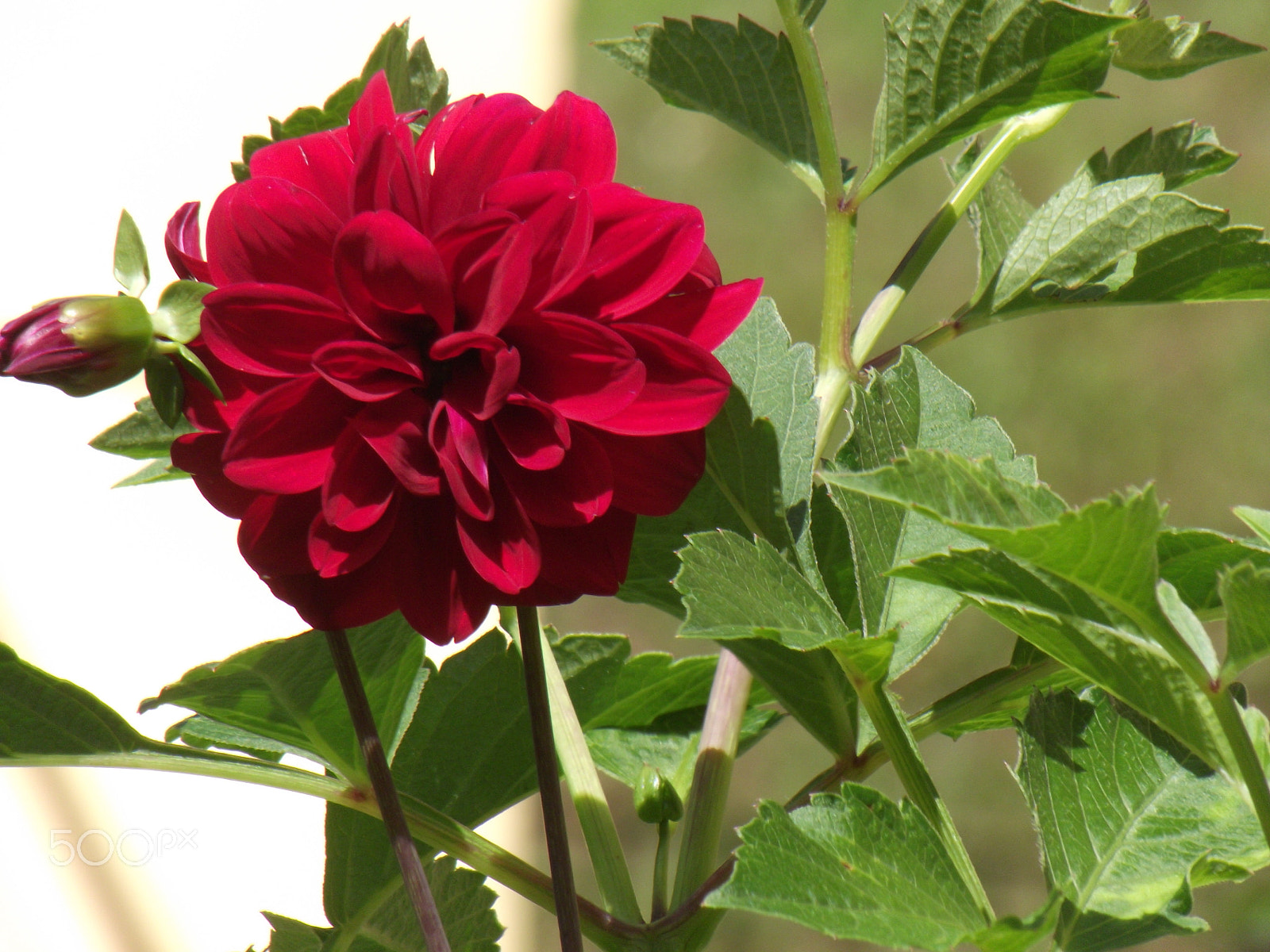 Fujifilm FinePix S2850HD sample photo. Dahlia photography