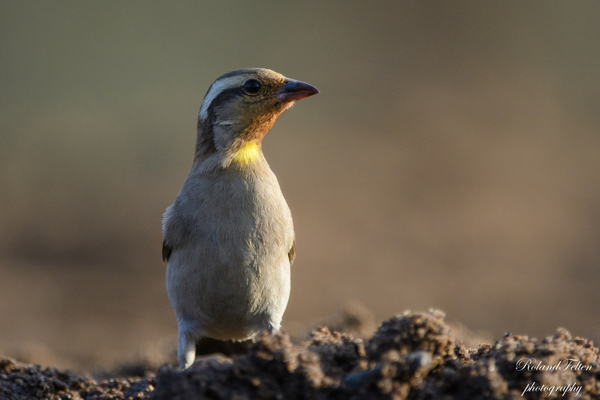 Nikon AF-S Nikkor 200-400mm F4G ED-IF VR sample photo. Yellow-throated petronia photography