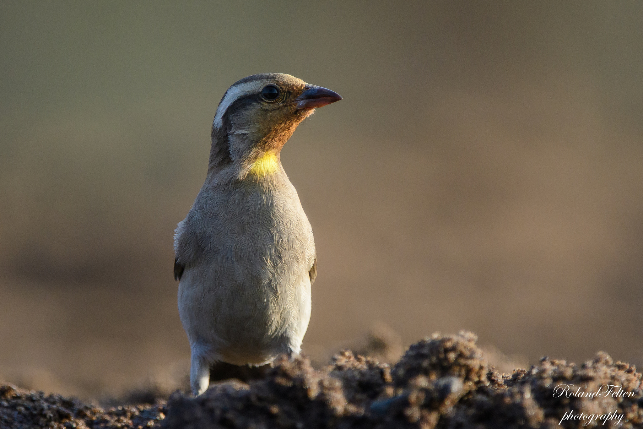 Nikon D500 sample photo. Yellow-throated petronia photography