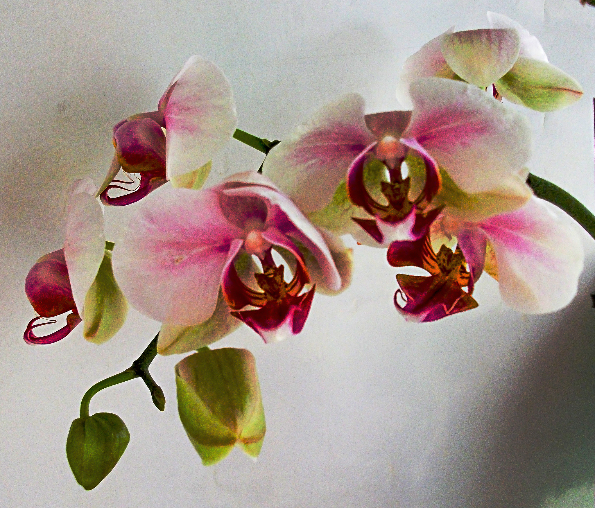 Fujifilm FinePix J37 sample photo. Orchid. photography