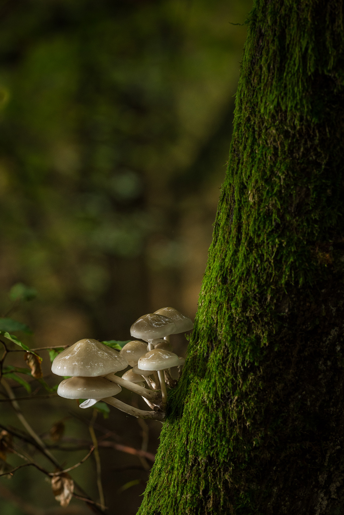 Sigma 50-150mm F2.8 EX APO DC OS HSM sample photo. Tkb photography