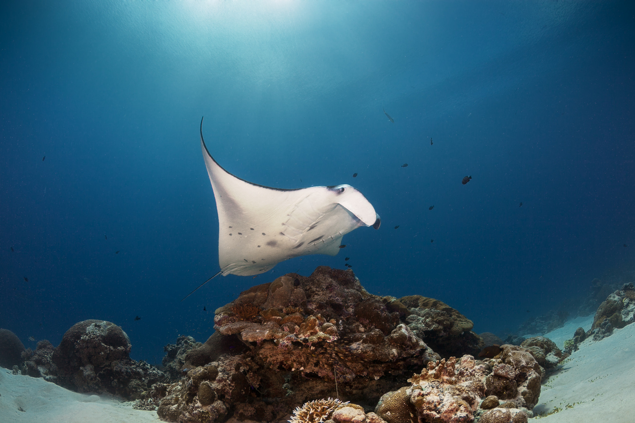 Canon EOS 5D Mark II sample photo. Manta ray photography