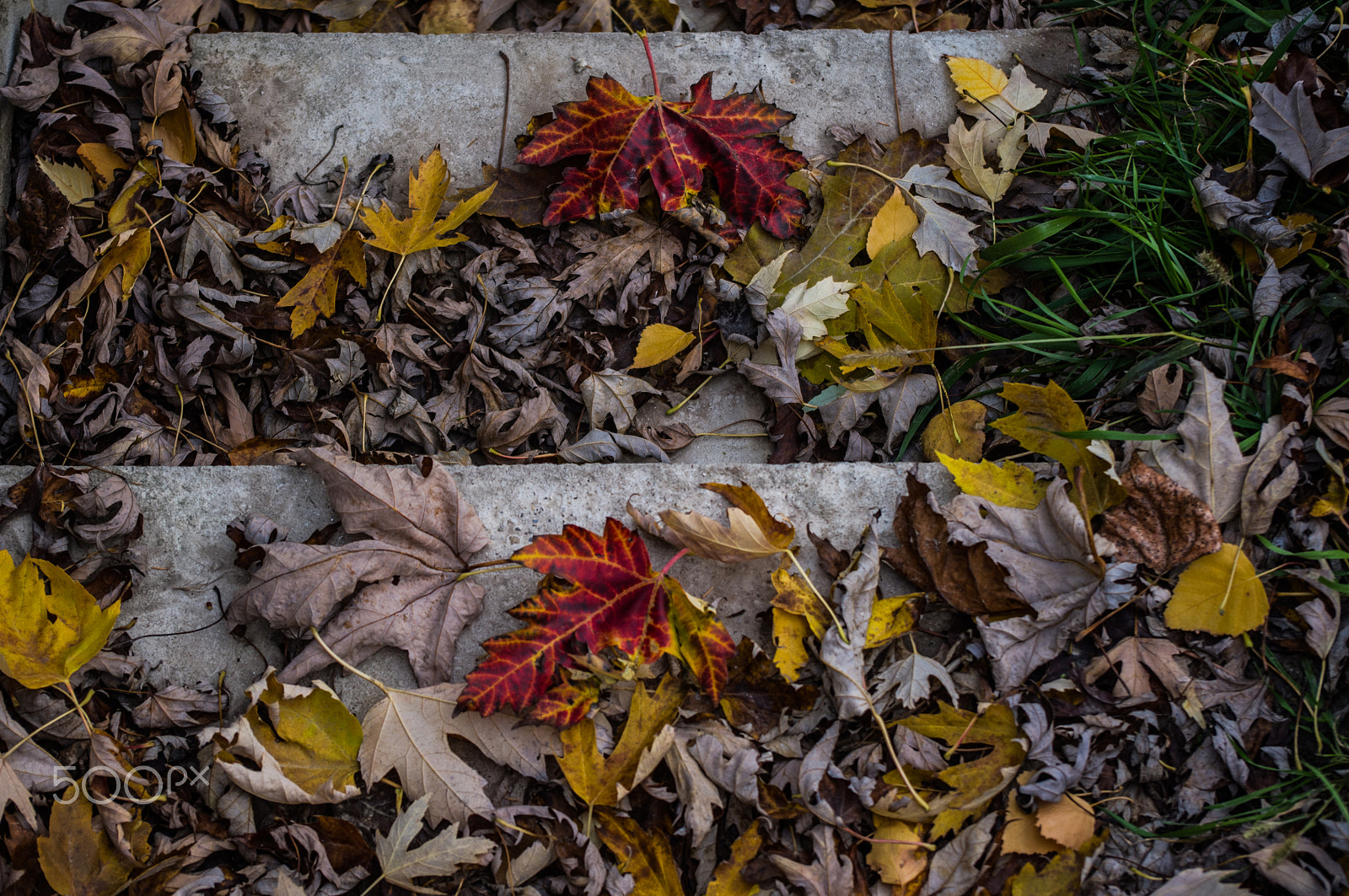 Pentax K-x sample photo. Fallen leaves photography