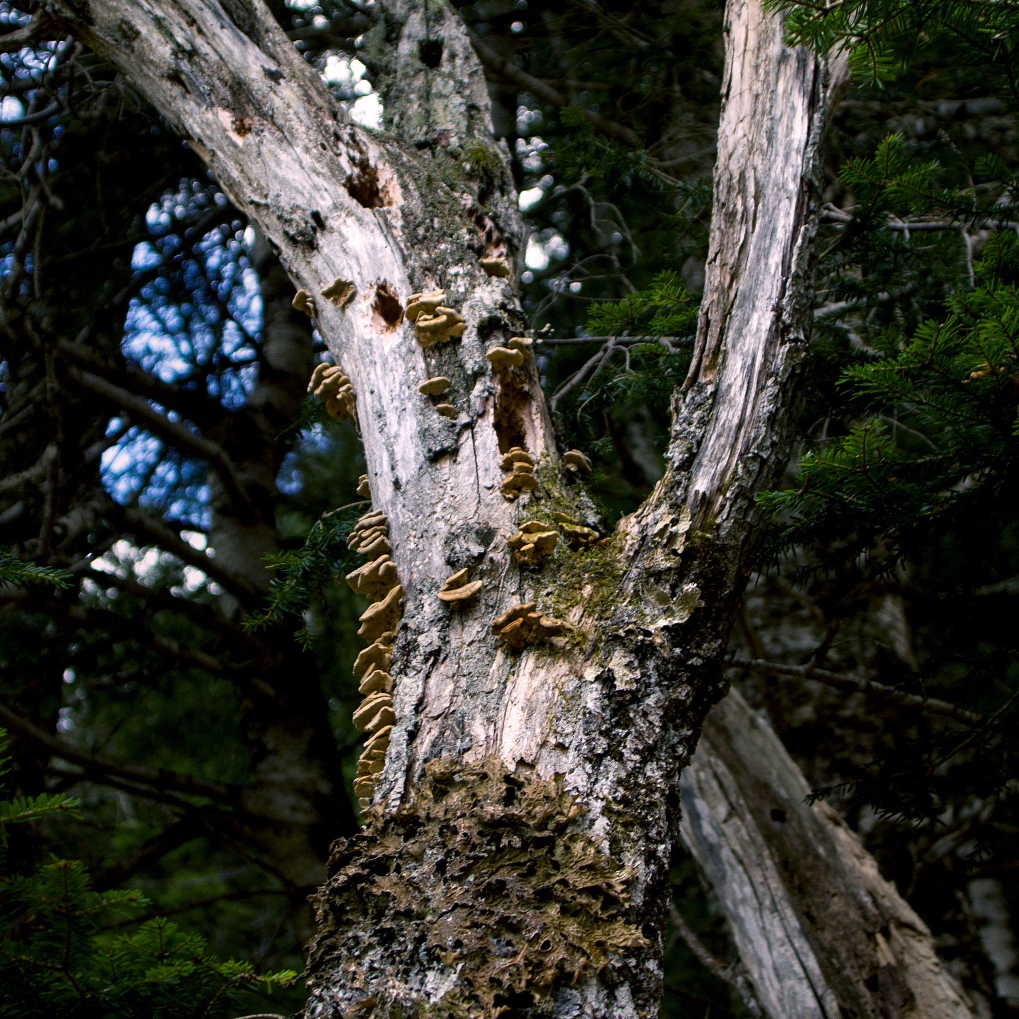 Canon EF 20-35mm F3.5-4.5 USM sample photo. Champignons photography