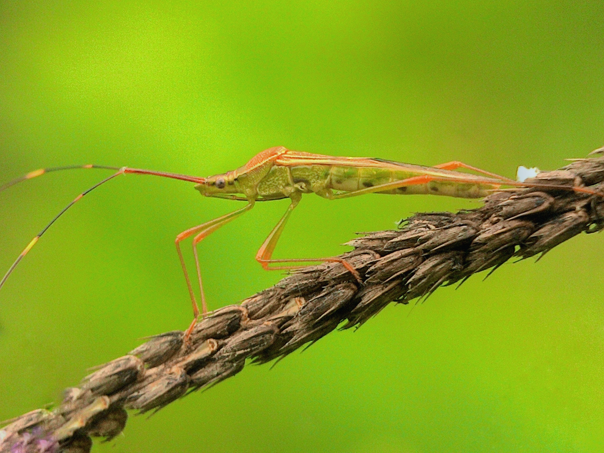 ASUS ZenFone 4 (A400CG) sample photo. Insect photography