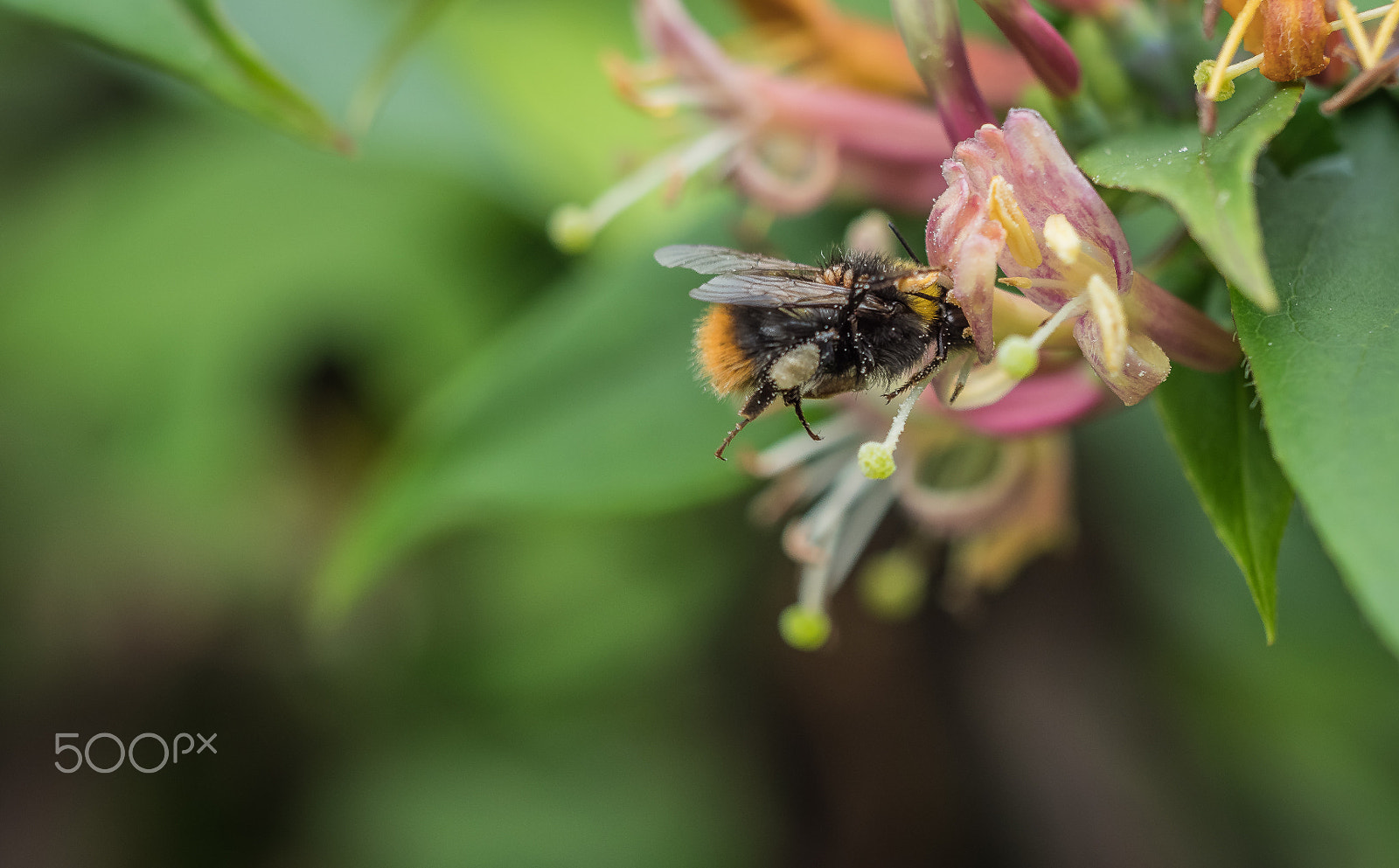 Olympus M.Zuiko Digital ED 60mm F2.8 Macro sample photo. The small bee photography