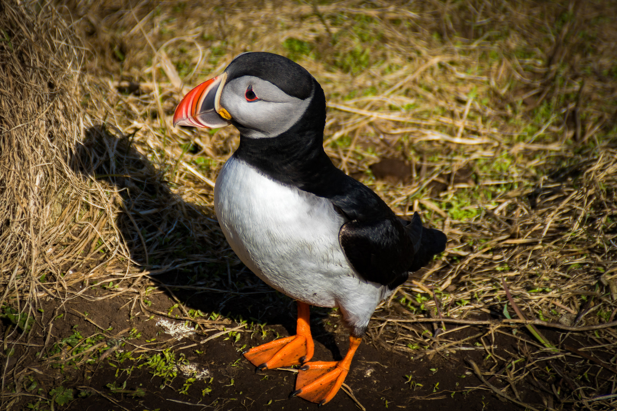 Sony DT 18-200mm F3.5-6.3 sample photo. Puffin photography