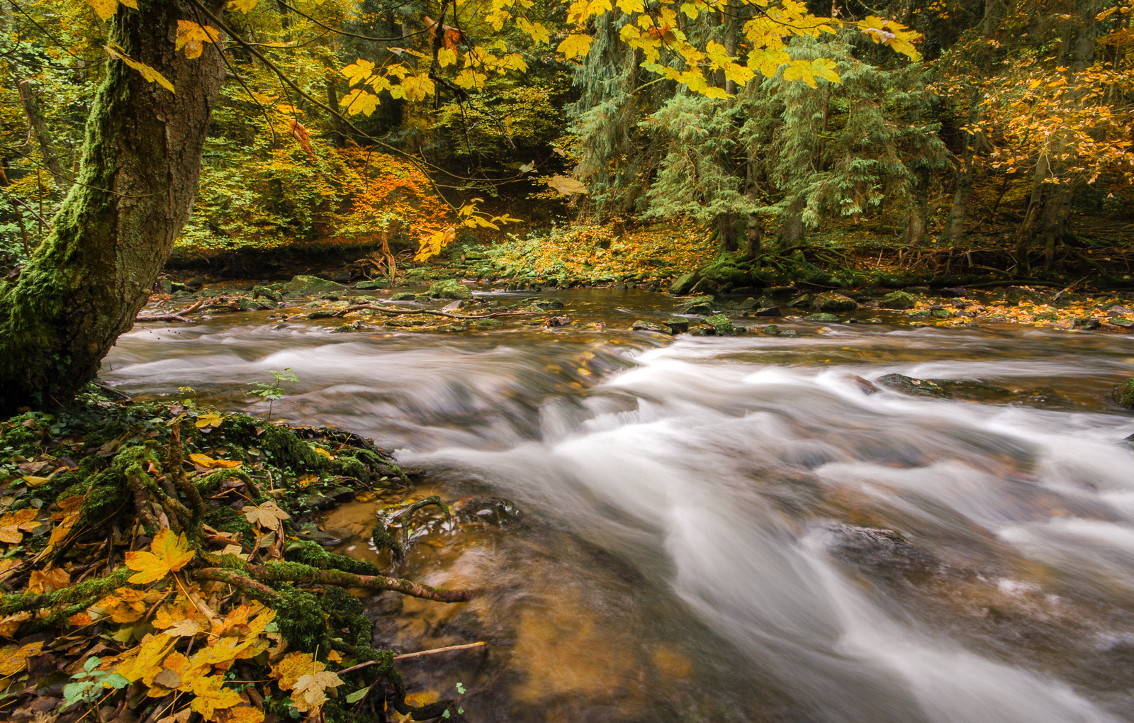 Pentax K20D + Sigma AF 10-20mm F4-5.6 EX DC sample photo. The rustling in the wood photography