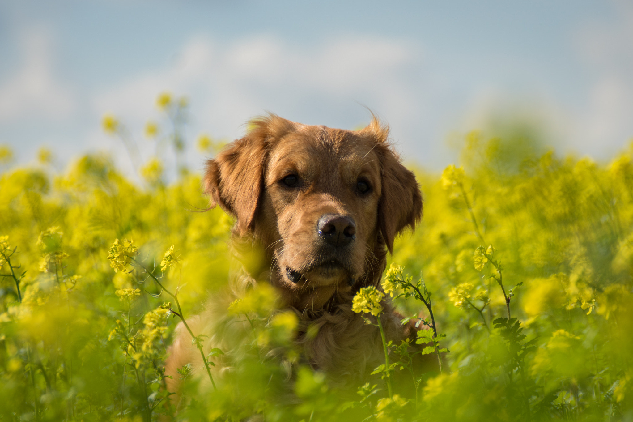 Sony DT 18-200mm F3.5-6.3 sample photo. Golden summer photography