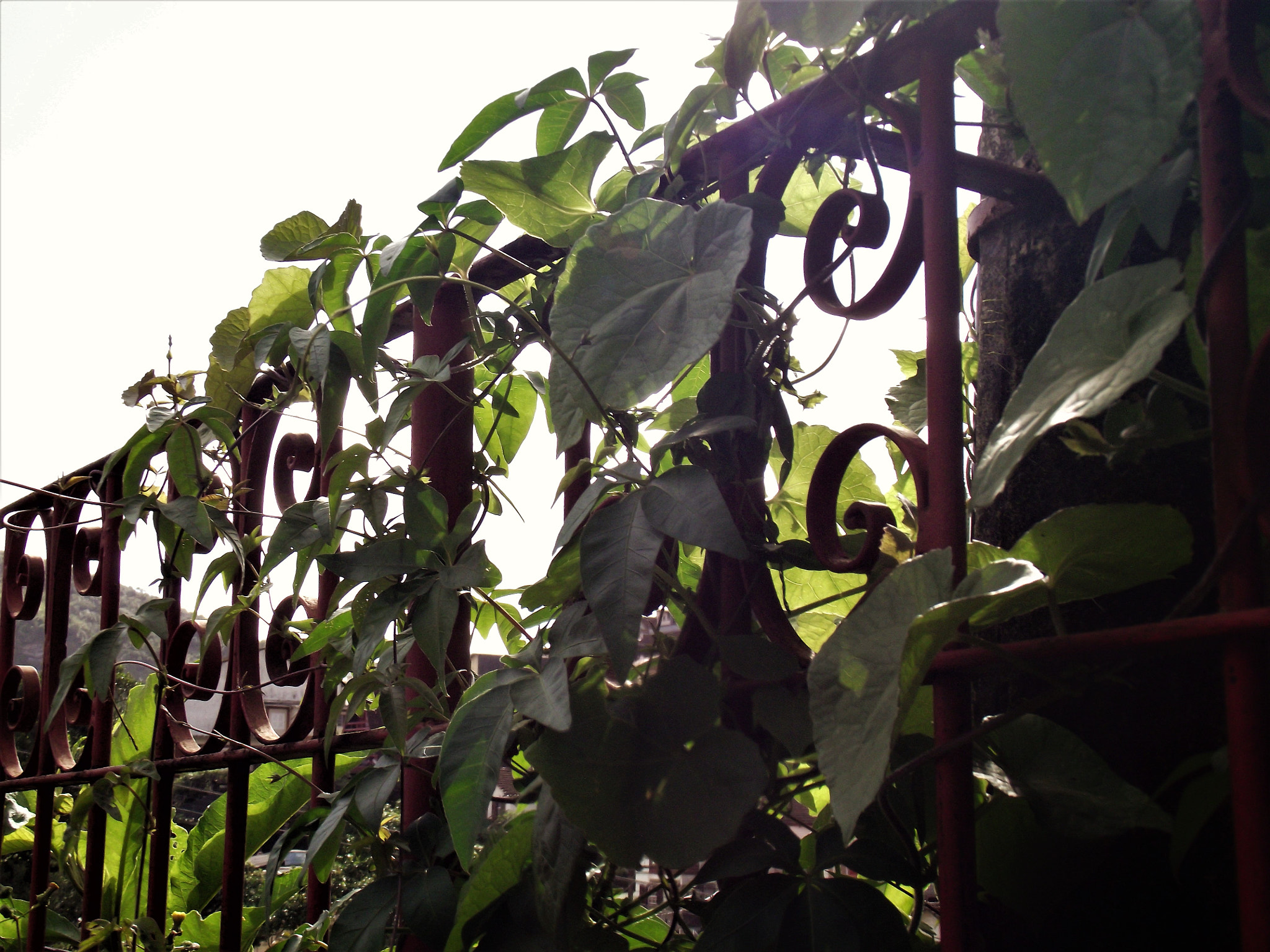 Fujifilm FinePix S2850HD sample photo. The grid and plants photography
