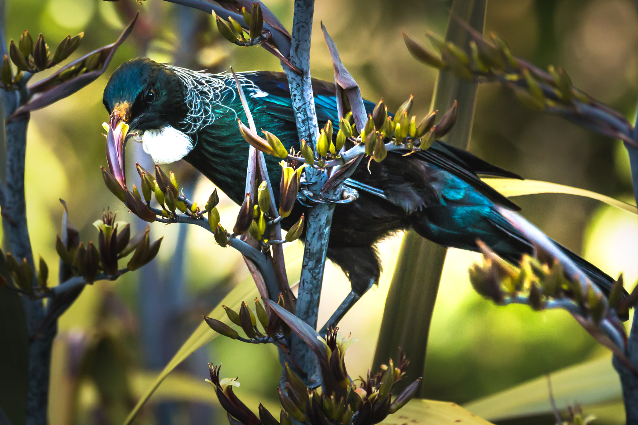 Sigma 150-600mm F5-6.3 DG OS HSM | C sample photo. Tui feeding in the flax (2) photography