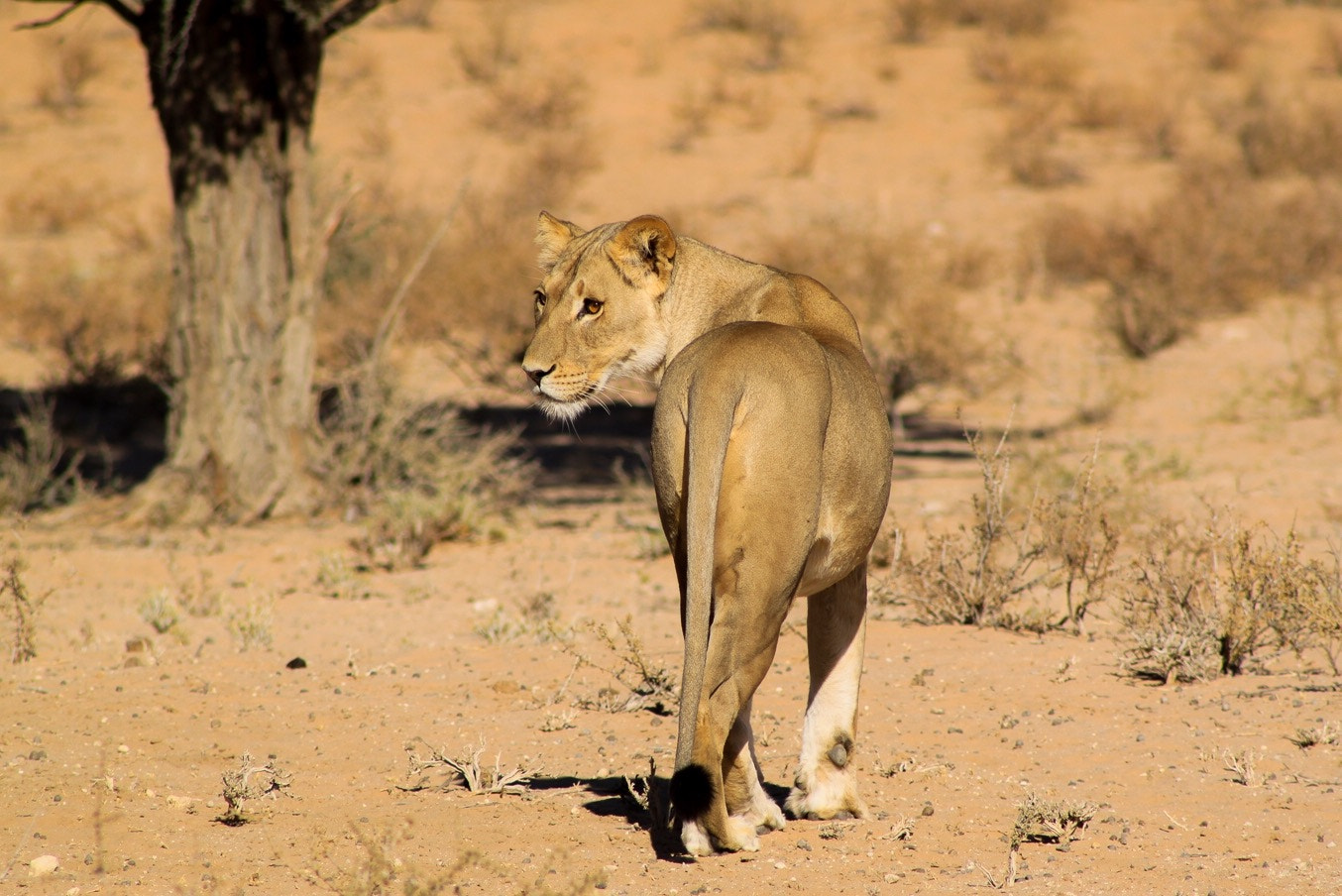 Canon EOS 500D (EOS Rebel T1i / EOS Kiss X3) + EF75-300mm f/4-5.6 sample photo. Lioness. photography